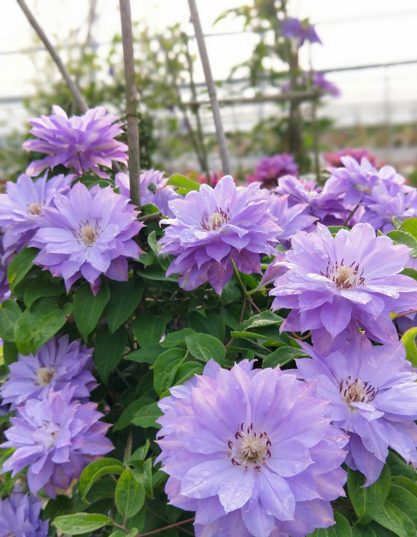 Clematis 【Teshio｜てしお| 天塩】-  9P LivePlant| 天盐 |精神の美| 天盐| Double-flowered |