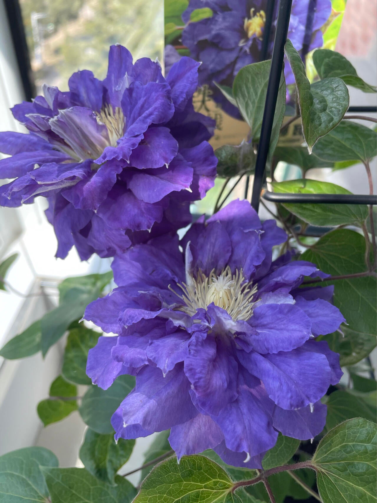 Clematis【Kiri Te Kanawa】- LivePlant｜Purple Double flowering｜卡瓦娜