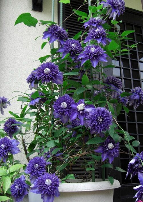 Clematis【Suisei Nigou｜スイセイ２号】- 9P LivePlant｜Japanese Rare Clematis｜水星二号｜彗星二号