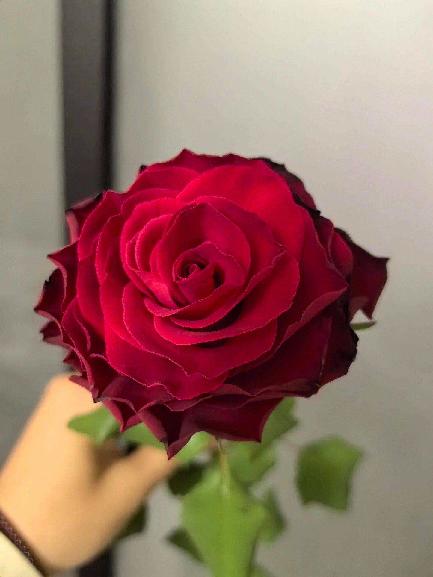 Red Rose【Rhodos】- 1.5 Gal OwnRoot LivePlant｜ Love 罗德斯