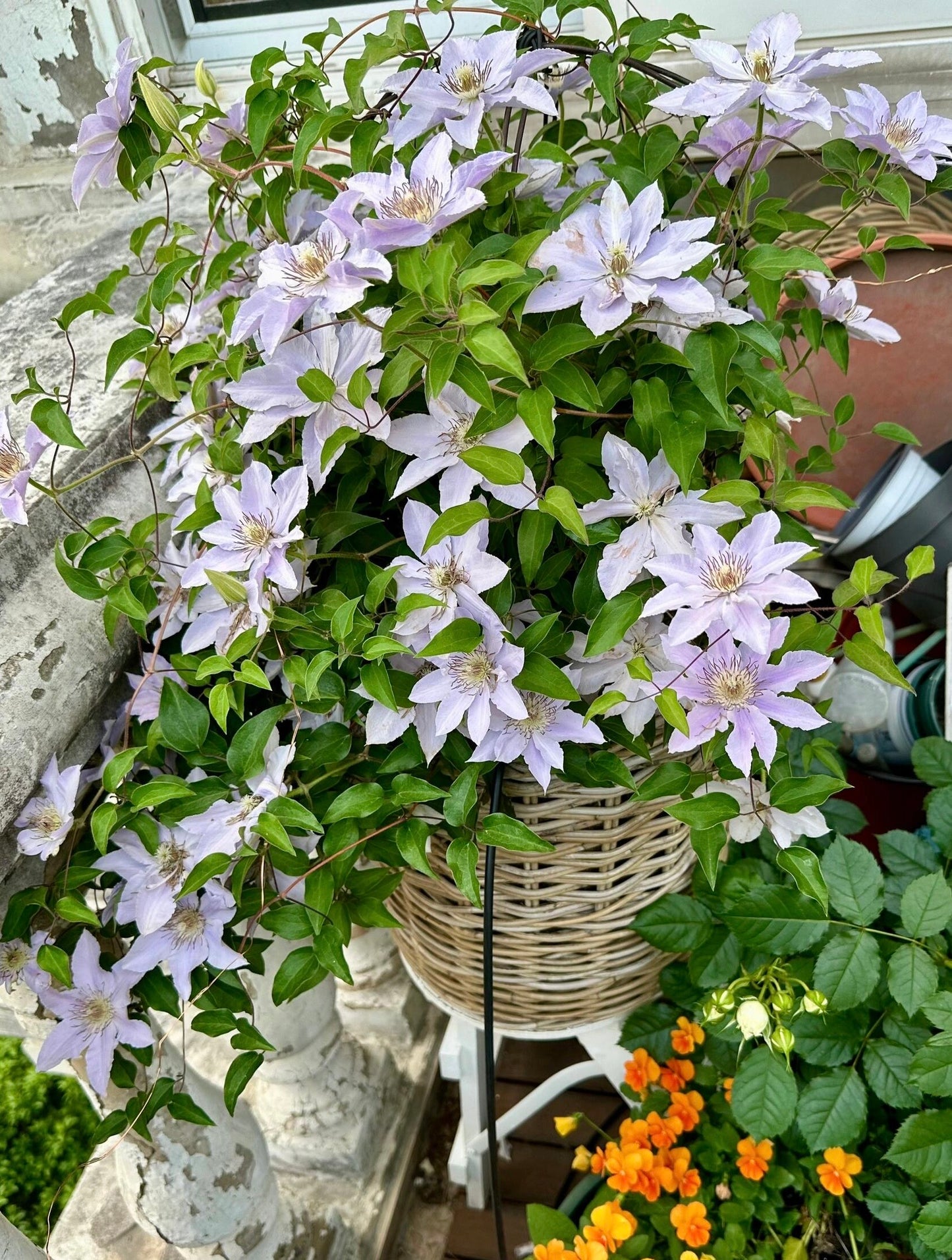 Clematis【Filigree】- LivePlant｜金银丝/ 故里｜Dwarf Clematis