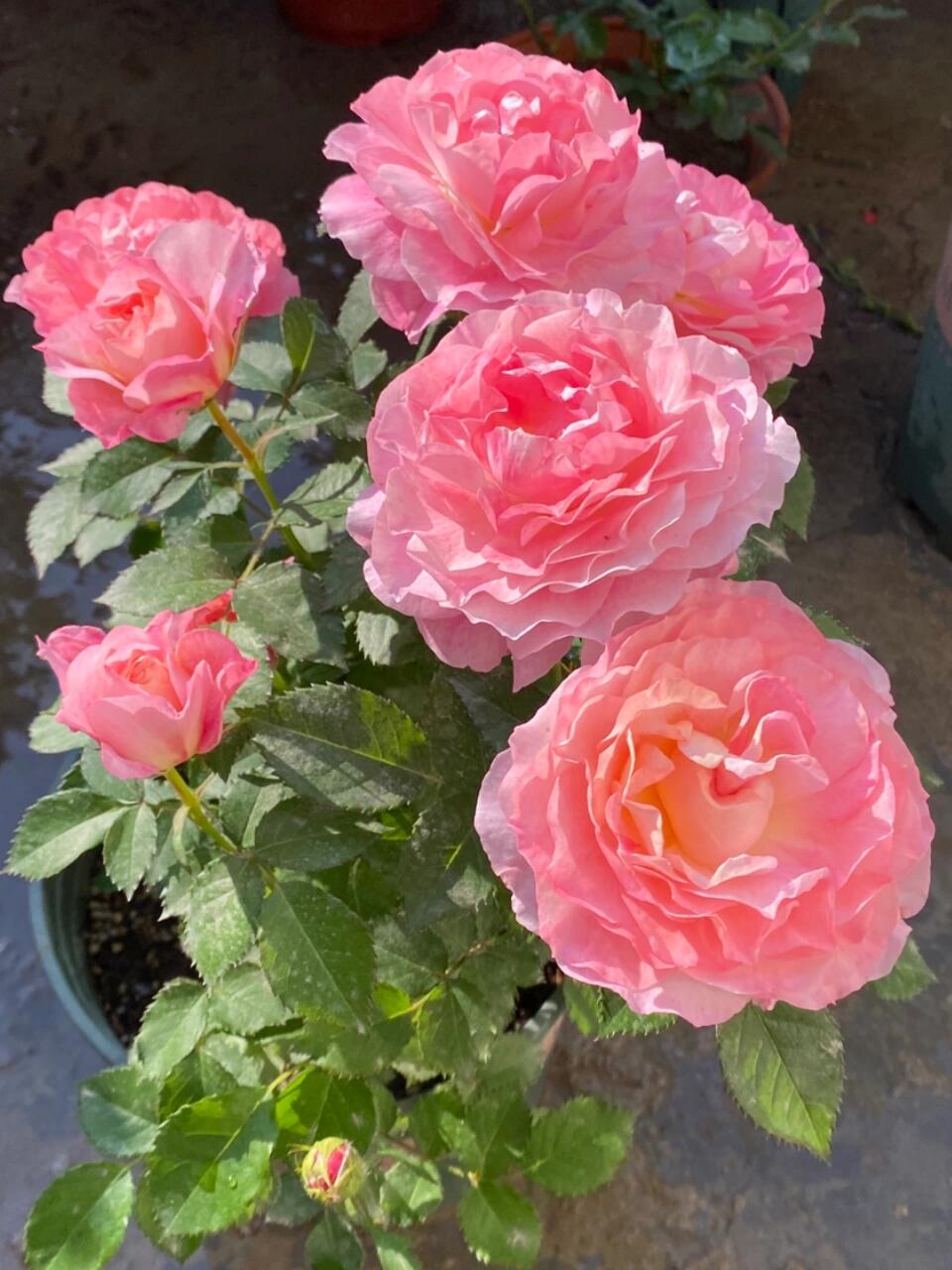 Popular Rose【Neptune King Terrazza】 -1.5 Gal OwnRoot| LargeFlower| Wave Bloom| Strong Adaptability| Heat-Resisting|Peony 海神王| Redolent