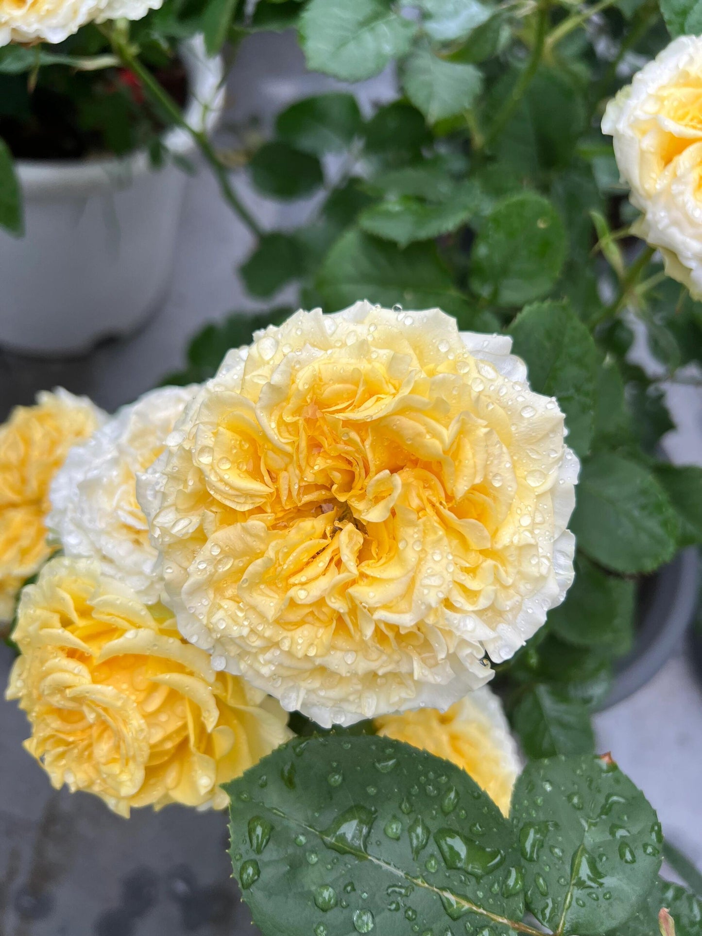 Rose【Shell｜貝殻】-1.5 Gal OwnRoot LivePlant｜Popular Japanese Floribunda Rose 贝壳｜Large Bloom｜Long vase life| Heat Resistant| Easy to Grow| Lace