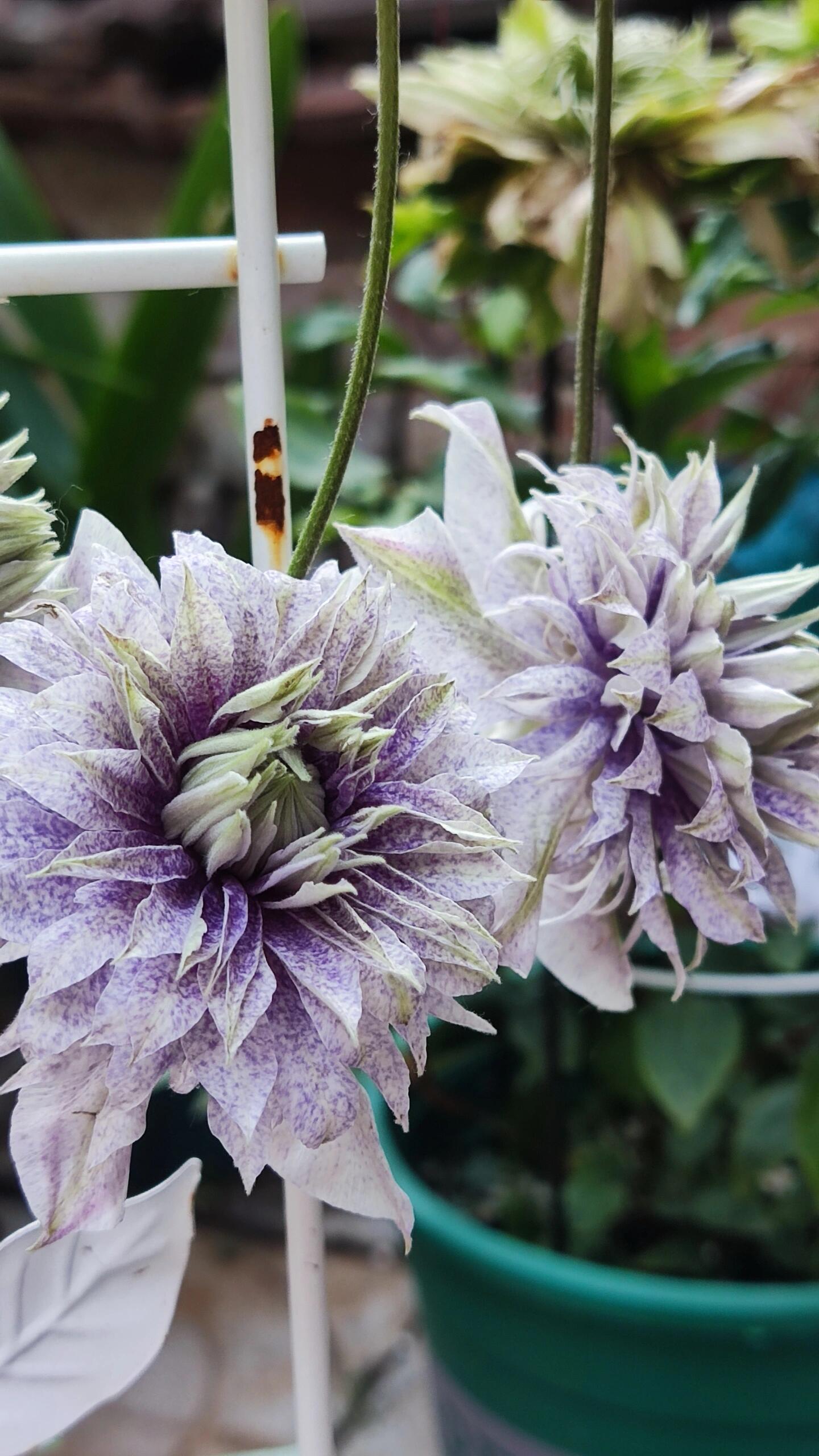 Clematis【 Minamonoyousei | みなもようせい| 水面の妖精】- 10P LivePlant| Japanese Clematis | Double-flowered| Cold Hardy| Koi| 水面妖精