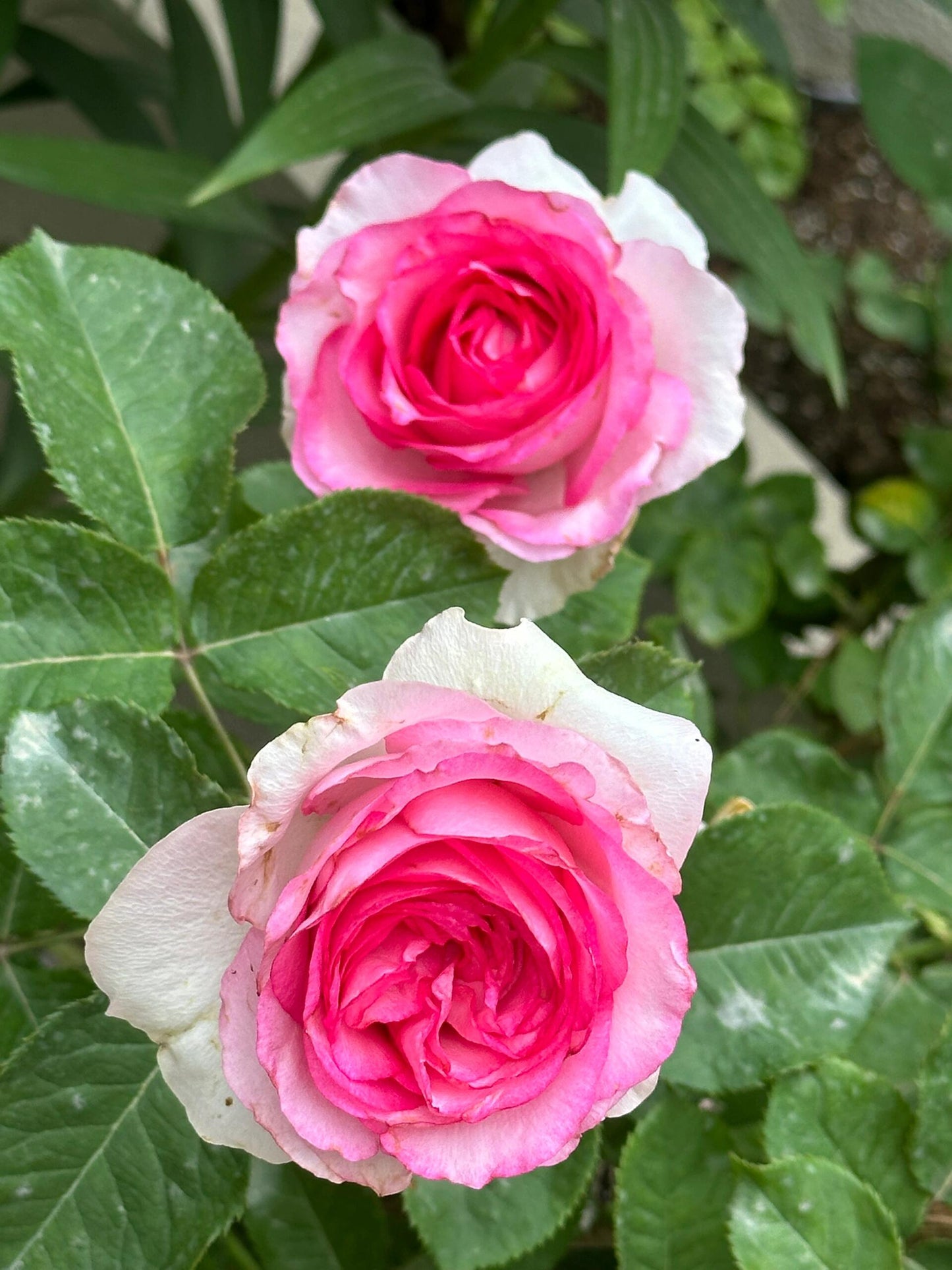 Rose【Bella Vita】- 1.5 Gal OwnRoot LivePlant｜贝拉维塔｜Popular Cutting Rosa｜Large Bloom｜Rich Scent