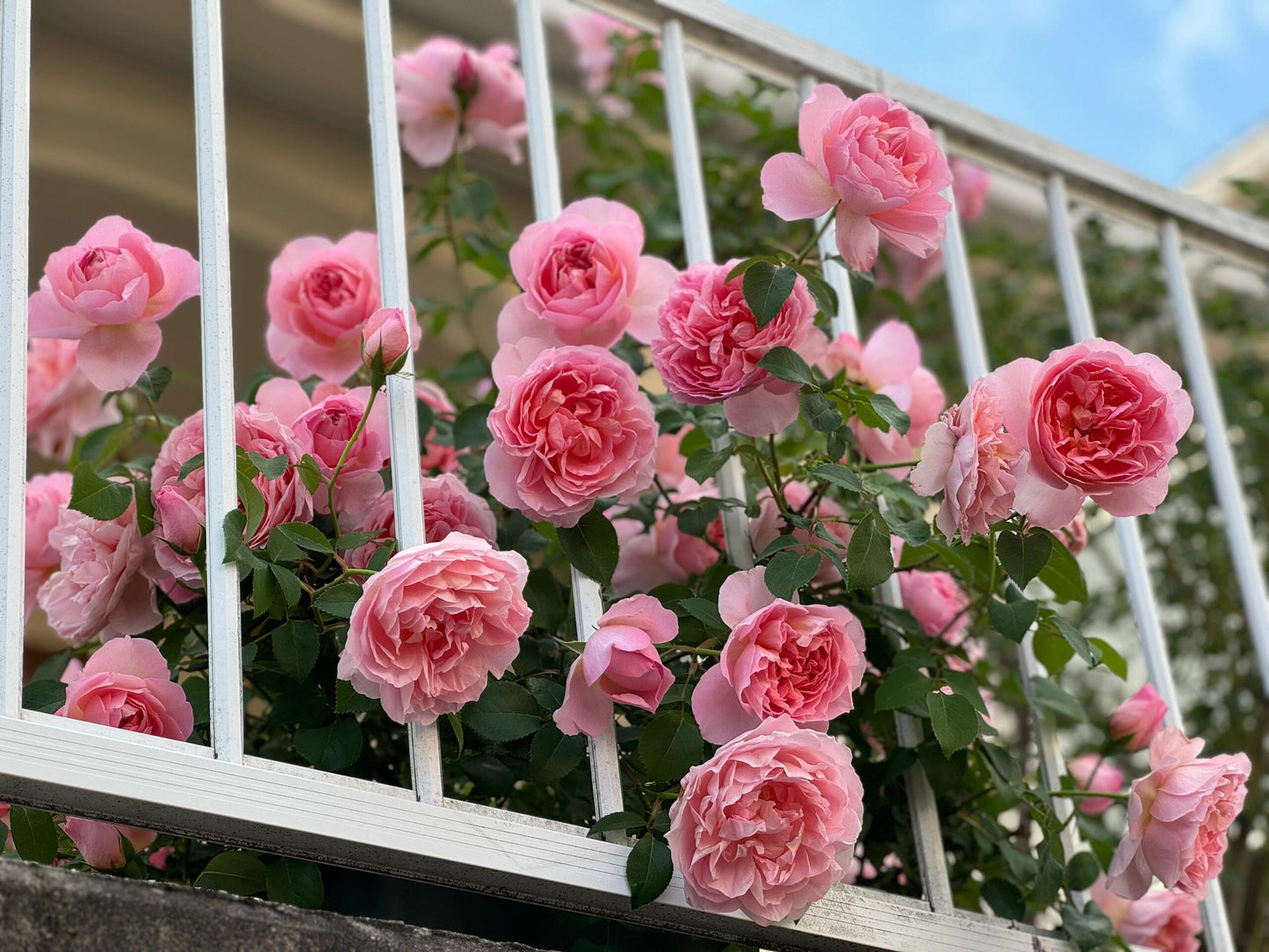 Rose【Dames de Chenonceau| Delpabra】- 舍农索城堡的女人| Floribunda Rose| Redolent| Gradient | Vining Rosa| Everbloomer