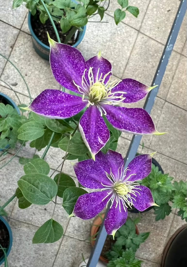 Clematis【Chameleon】- LivePlant｜变色龙｜Sandblasted Flowers