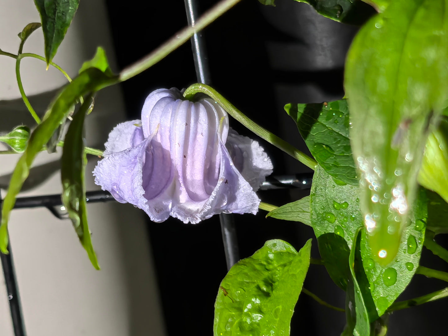 Blue Octopus Clematis【クリスパ・エンジェル| Crispa Angel】-LivePlant｜克里斯帕天使｜Bell-shaped｜Clematis florida var. sieboldiana｜タコクレマチス