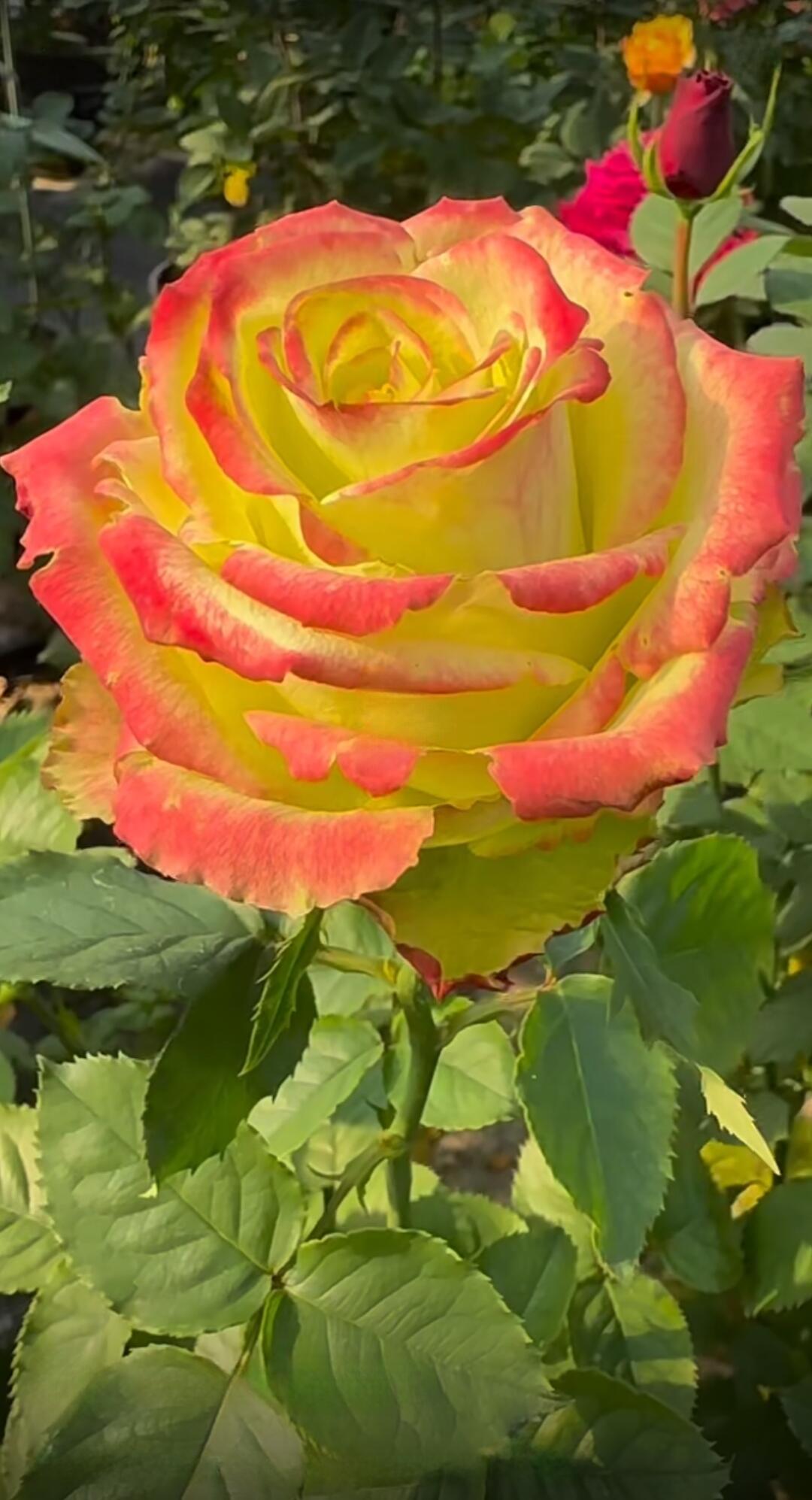 Rose【Green Apple｜グリーンアップル| 青苹果】- OwnRoot LivePlant｜New Variety Florists Rose| Large Flower| Extended vase life| Vivid Colors| Gradient