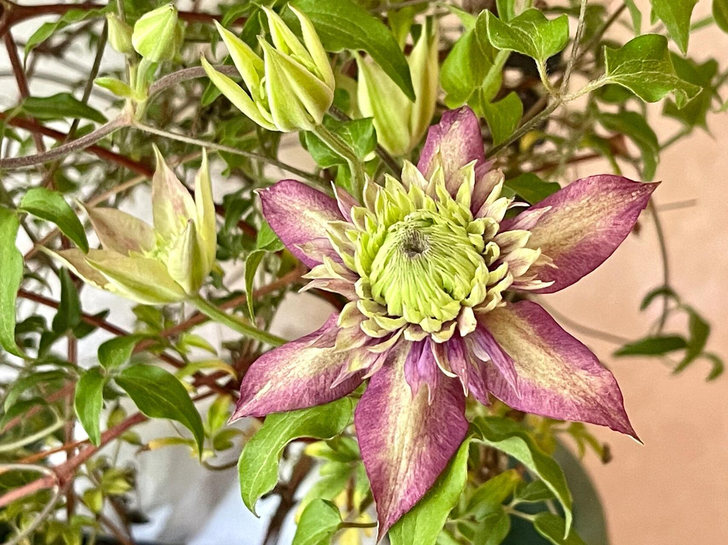 Clematis 【Shishimaru | ししまる】-10P 紫子丸| Heat Resistant| Good Winter Hardiness | Rarities  Japanese Collection|