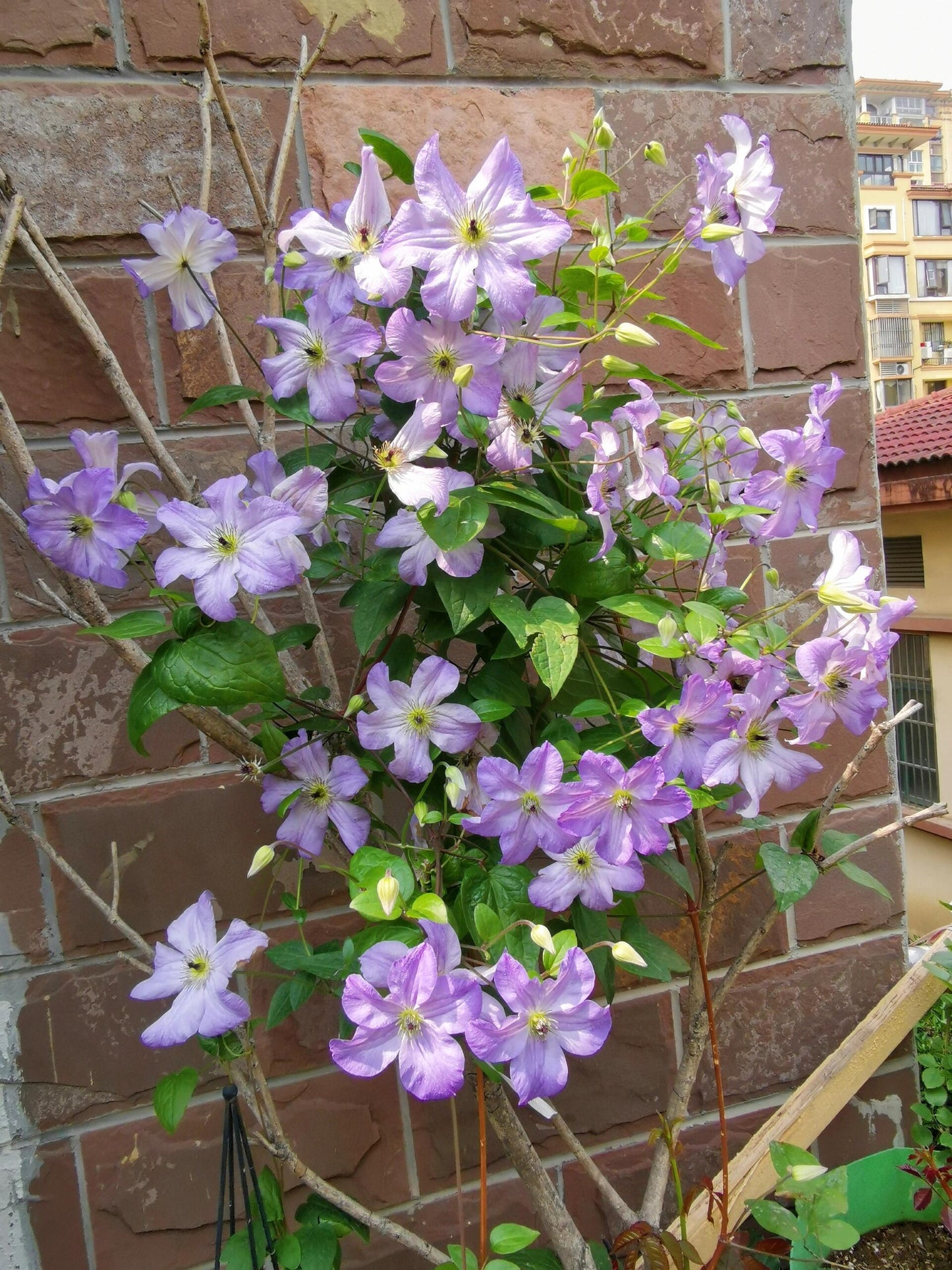 Clematis【Sea Breeze】- Live plant with flower buds｜海风｜Blue Clematis