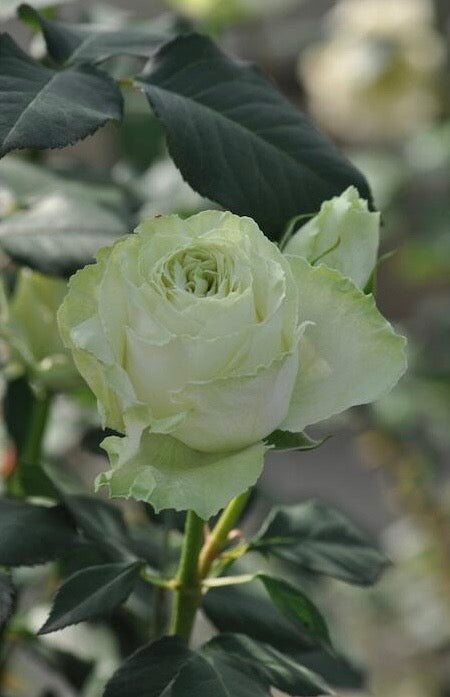 Rose【Wakana｜わかな】-1.5 Gal OwnRoot LivePlant｜Green Rose｜若菜｜木村卓功