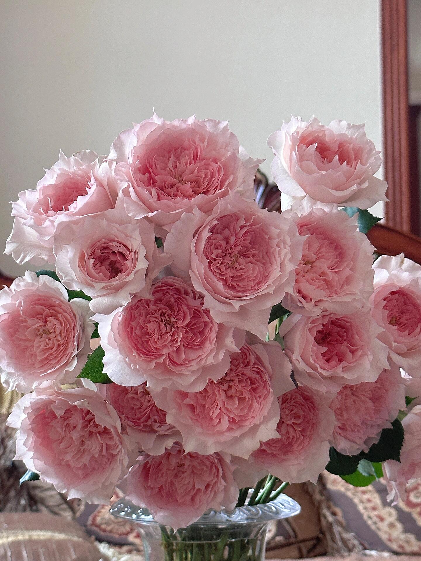 Rose【Monique Darve】1.5 Gal OwnRoot | Strong Disease Resistance| Strong Upright Flowers| Long flowering period| Bloom Repeatedly|莫妮卡戴维