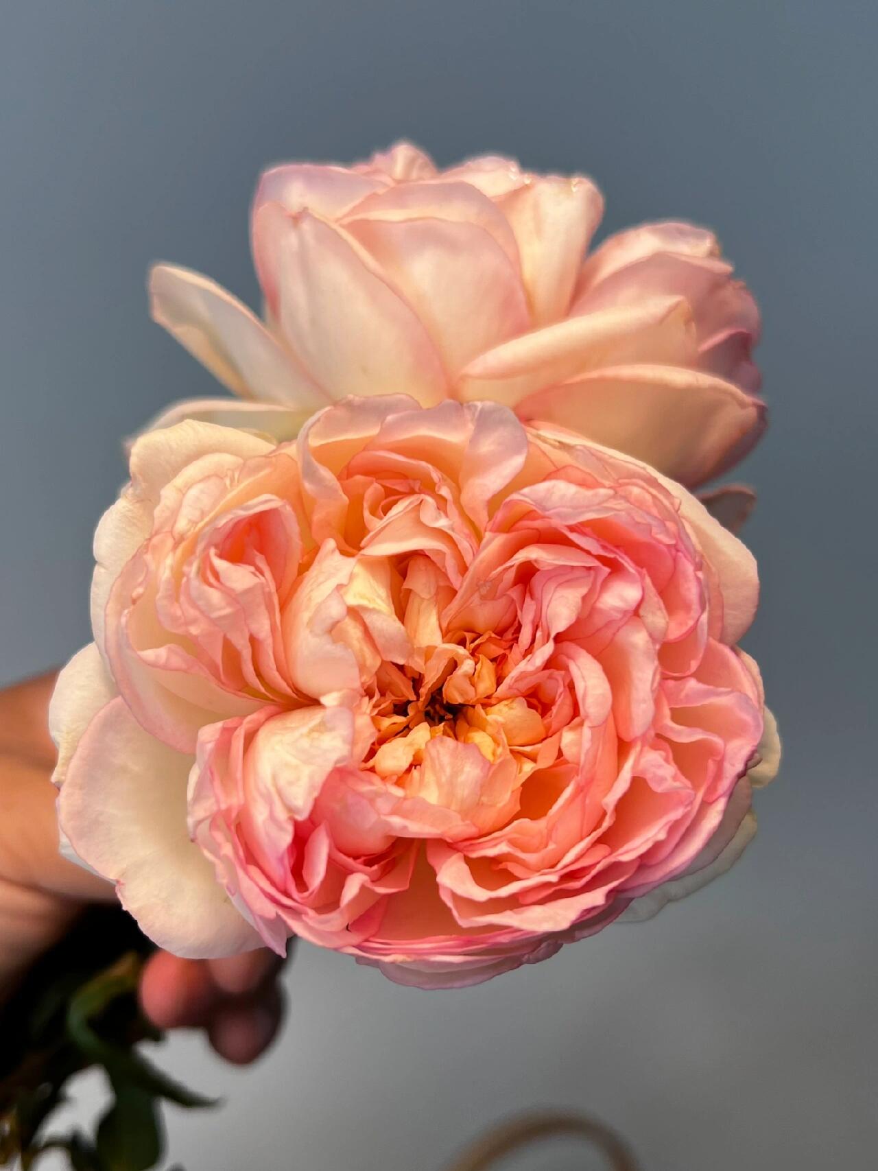 Rose【Avekutowa｜アヴェークトワ】- 1 Gal Live Plant｜与你同在｜New Variety 2020｜Colorful Blooms