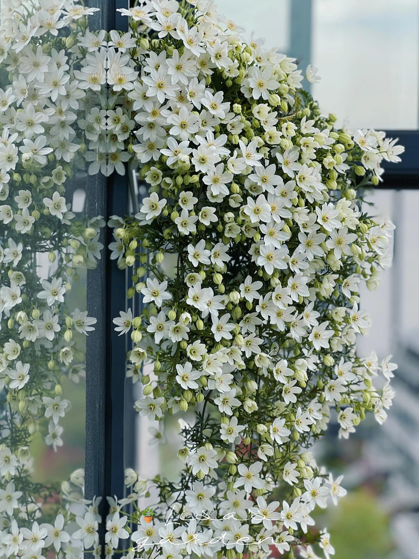 Clematis【Joe】- Liveplant｜银币｜Popular Floral waterfall