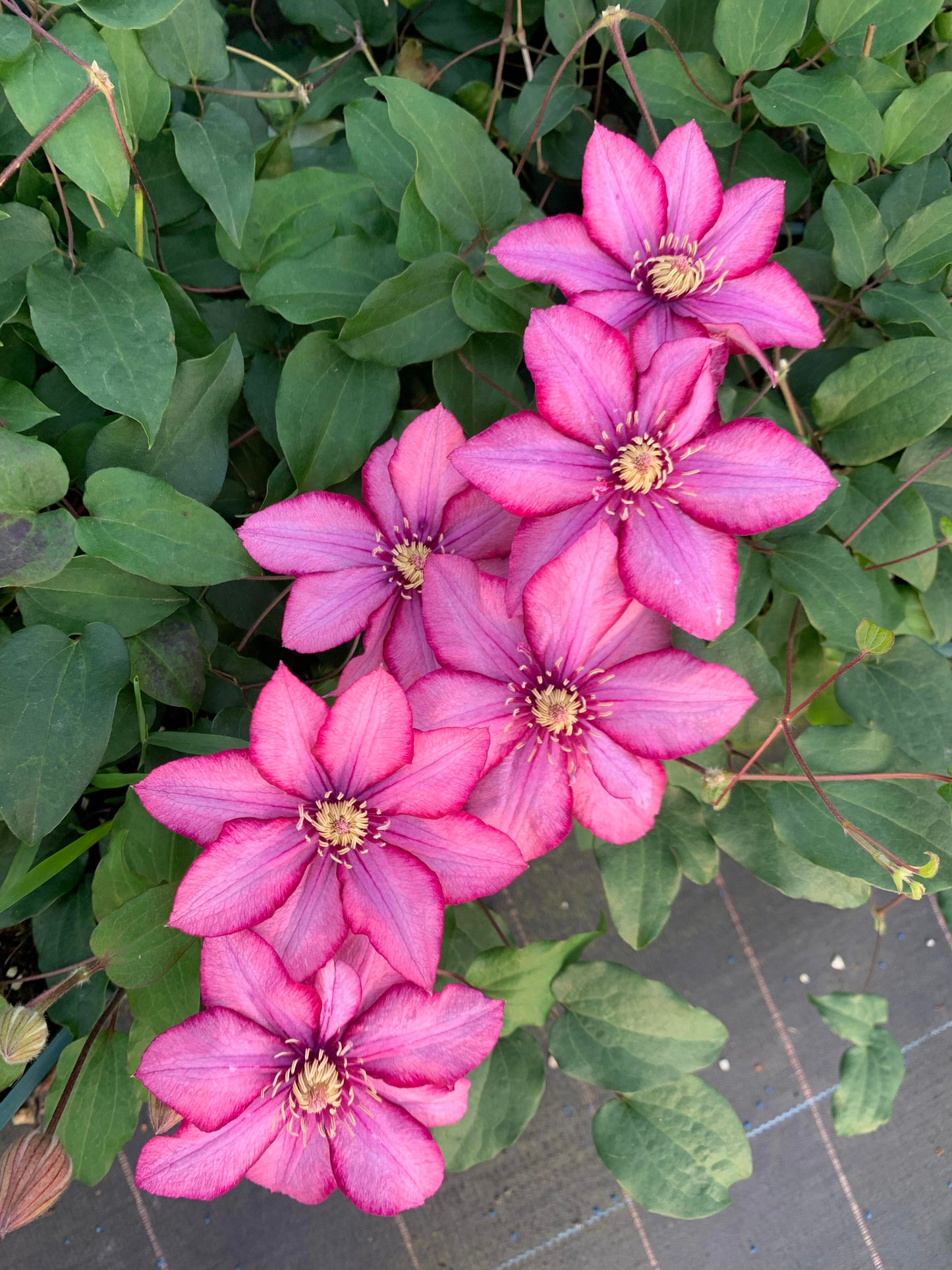 Rare Rare Clematis【Paradiso】-LivePlan｜天堂｜帕拉迪索| Double-flowered| Cold Hardy| Perennial| Pollinator Friendly| Low Maintenance| Easy 2 Grow