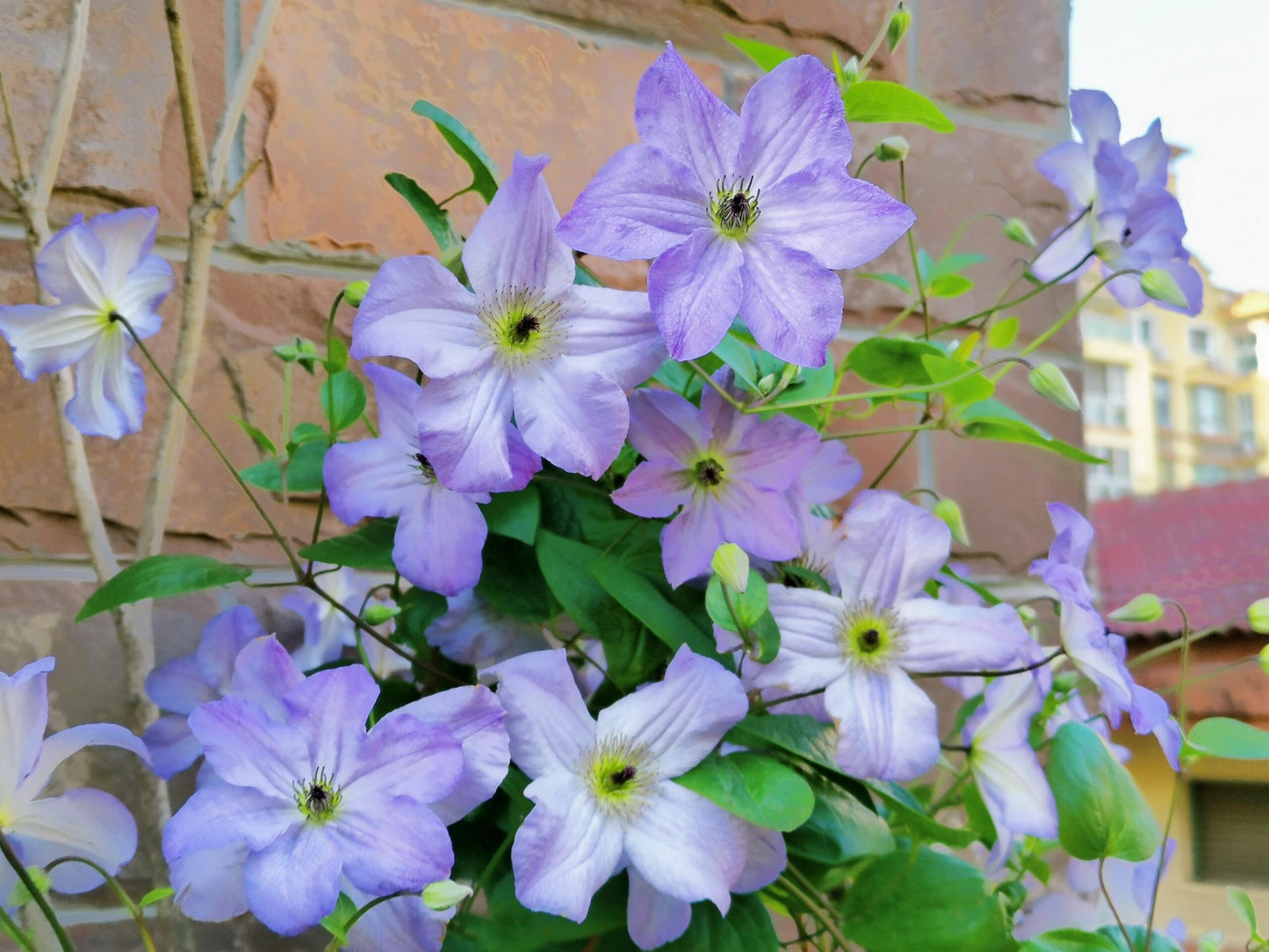 Clematis【Sea Breeze】- Live plant with flower buds｜海风｜Blue Clematis