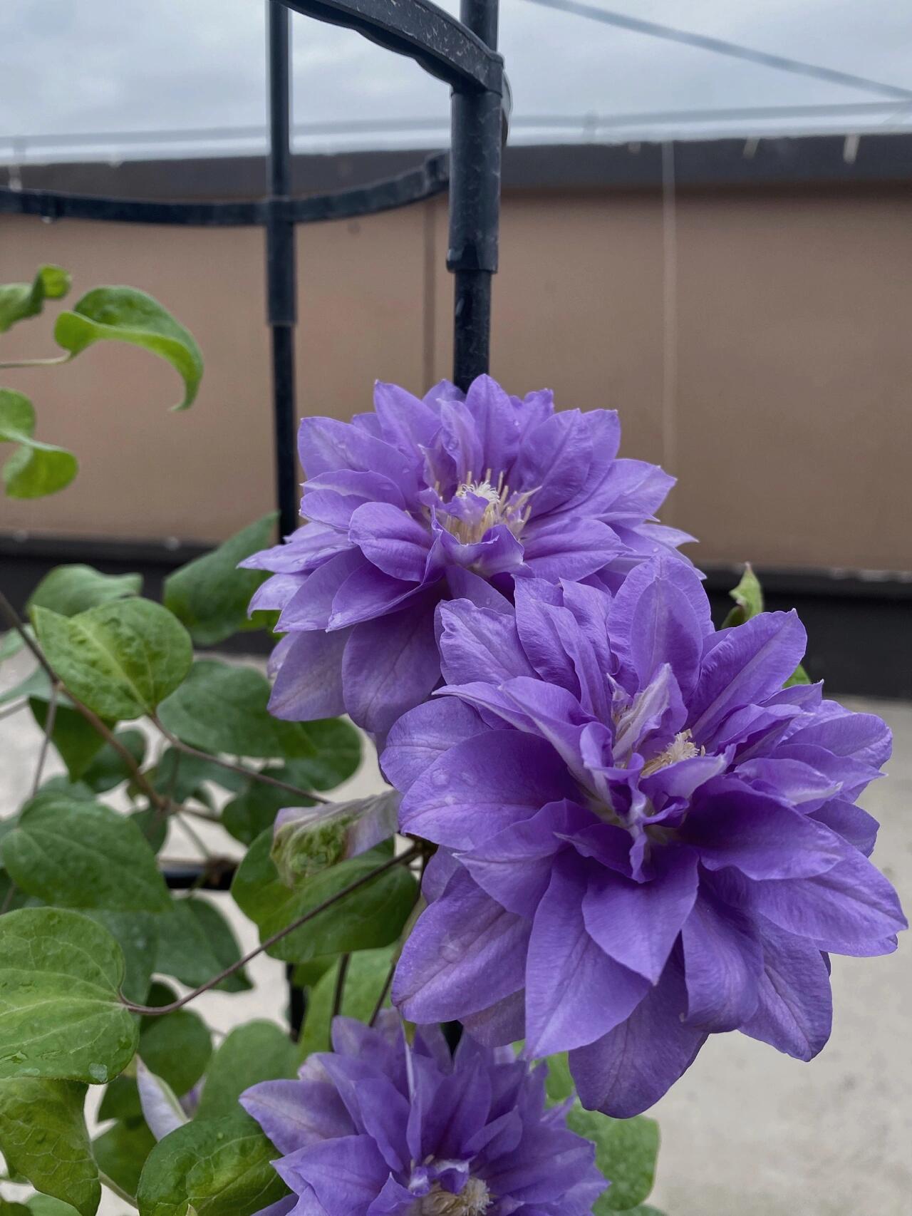 Clematis 【Enku｜円空】 - 9P LivePlant|Rare Popular Japanese Clematis| 圓空| Double-flowered |