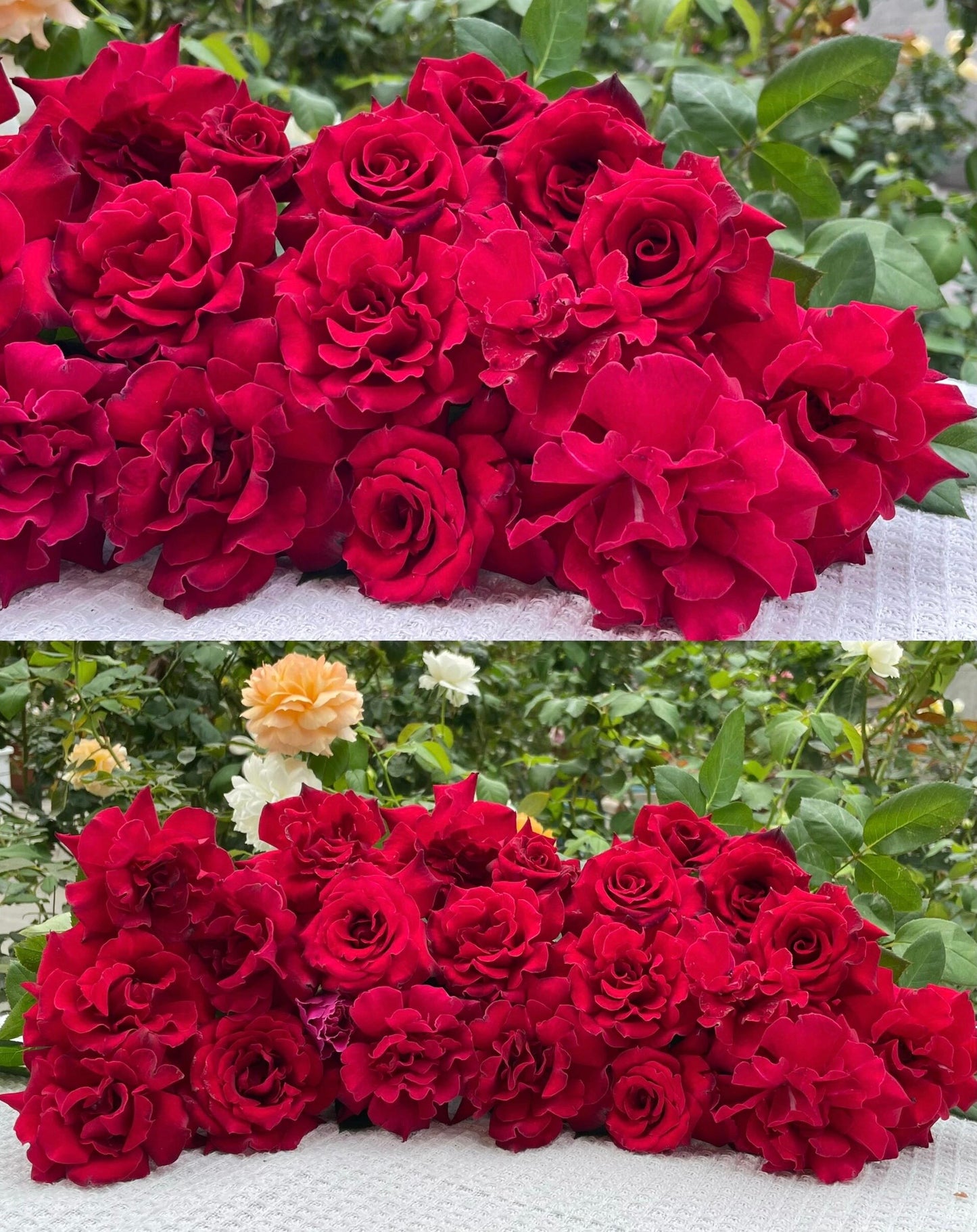 Rose【Colline Rouge| 赤い丘】-OwnRoot LivePlant｜天家胭脂/红丘｜コリーヌルージュ| Velvet| Heat Resistant| Rain-Resistant| Long florescence| Everbloomer