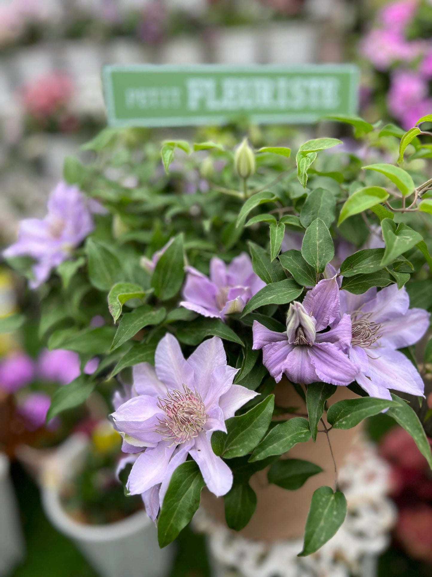 Clematis【Filigree】- LivePlant｜金银丝/ 故里｜Dwarf Clematis