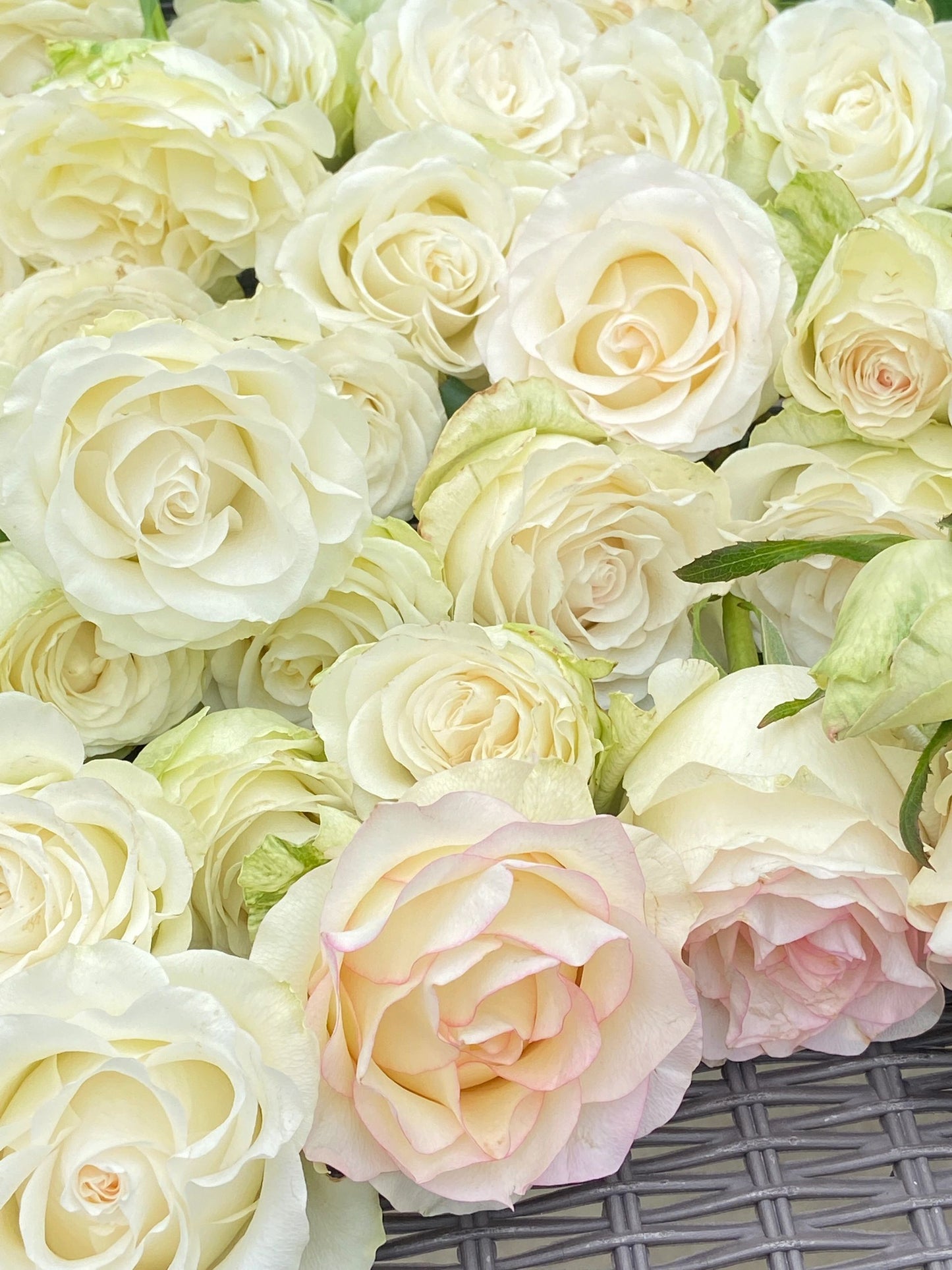 Rose【White Jumilia】- 1.5 Gal OwnRoot Live Plant｜白艾莎｜Sport varieties of the Jumilia rose｜Perfect New variety