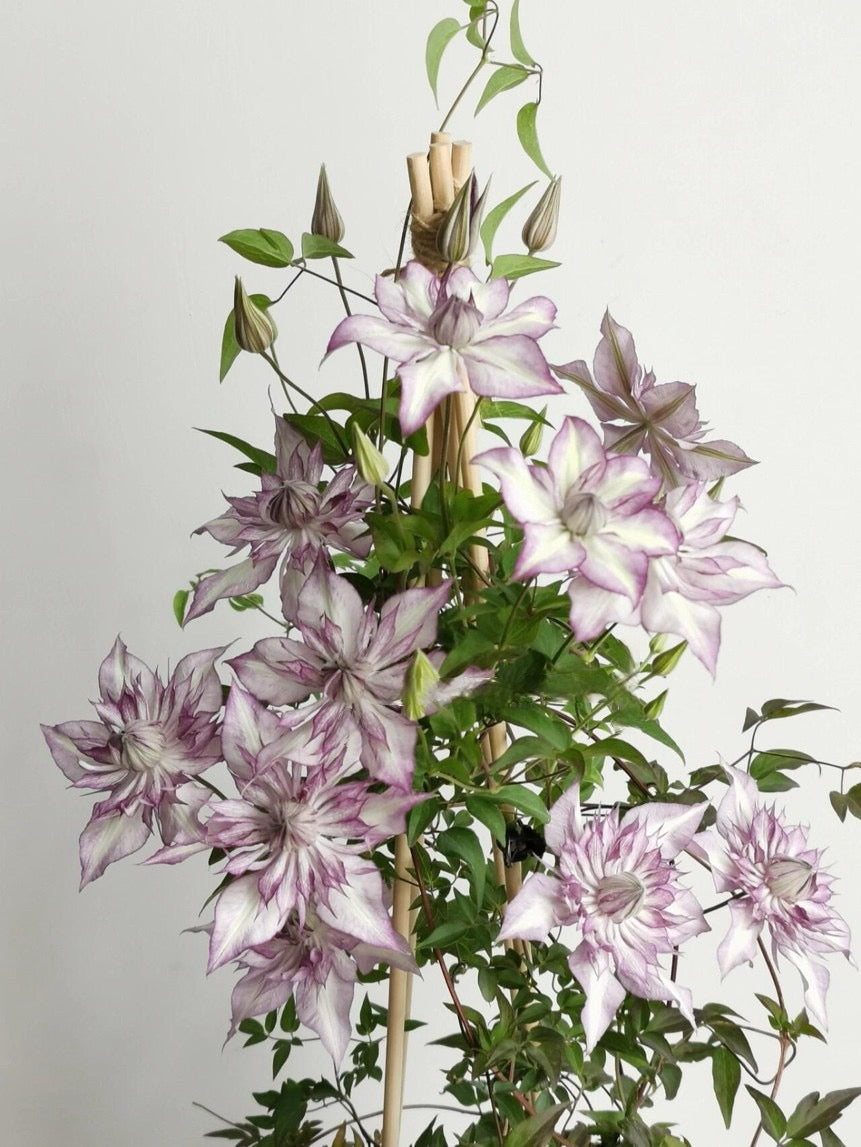 Clematis【Lady Kyoko | レディ・キョウコ】 -9P Live Plant- Japanese Rare Clematis| Pre-Order - Ships Oct 1st Week| 恭子小姐 | 新旧両枝咲き|