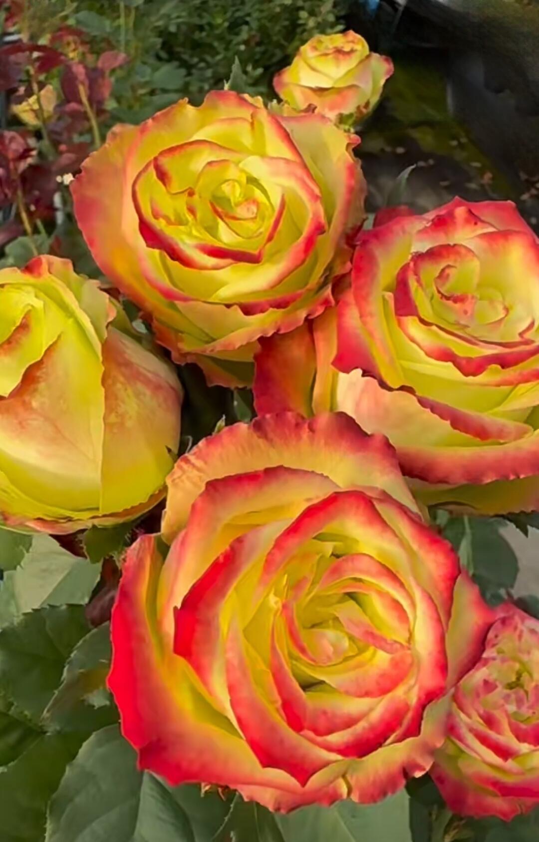 Rose【Green Apple｜グリーンアップル| 青苹果】- OwnRoot LivePlant｜New Variety Florists Rose| Large Flower| Extended vase life| Vivid Colors| Gradient