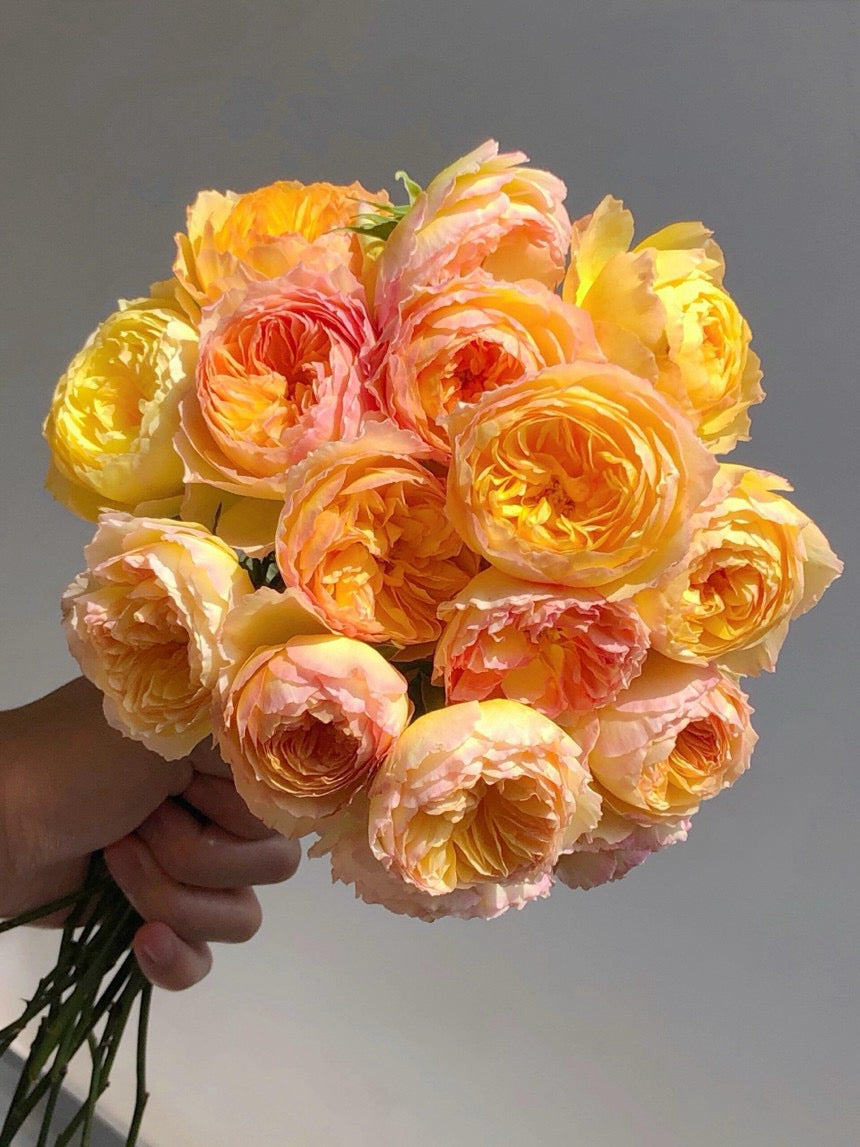 Rose【Kagelou| カゲロウ】- Japanese 2020 New varieties| 阳炎/蜉蝣| Fruity Fragrance| Discoloration| Ruffled bloom| Especially| Floribunda| Redolent|  HeatResistant