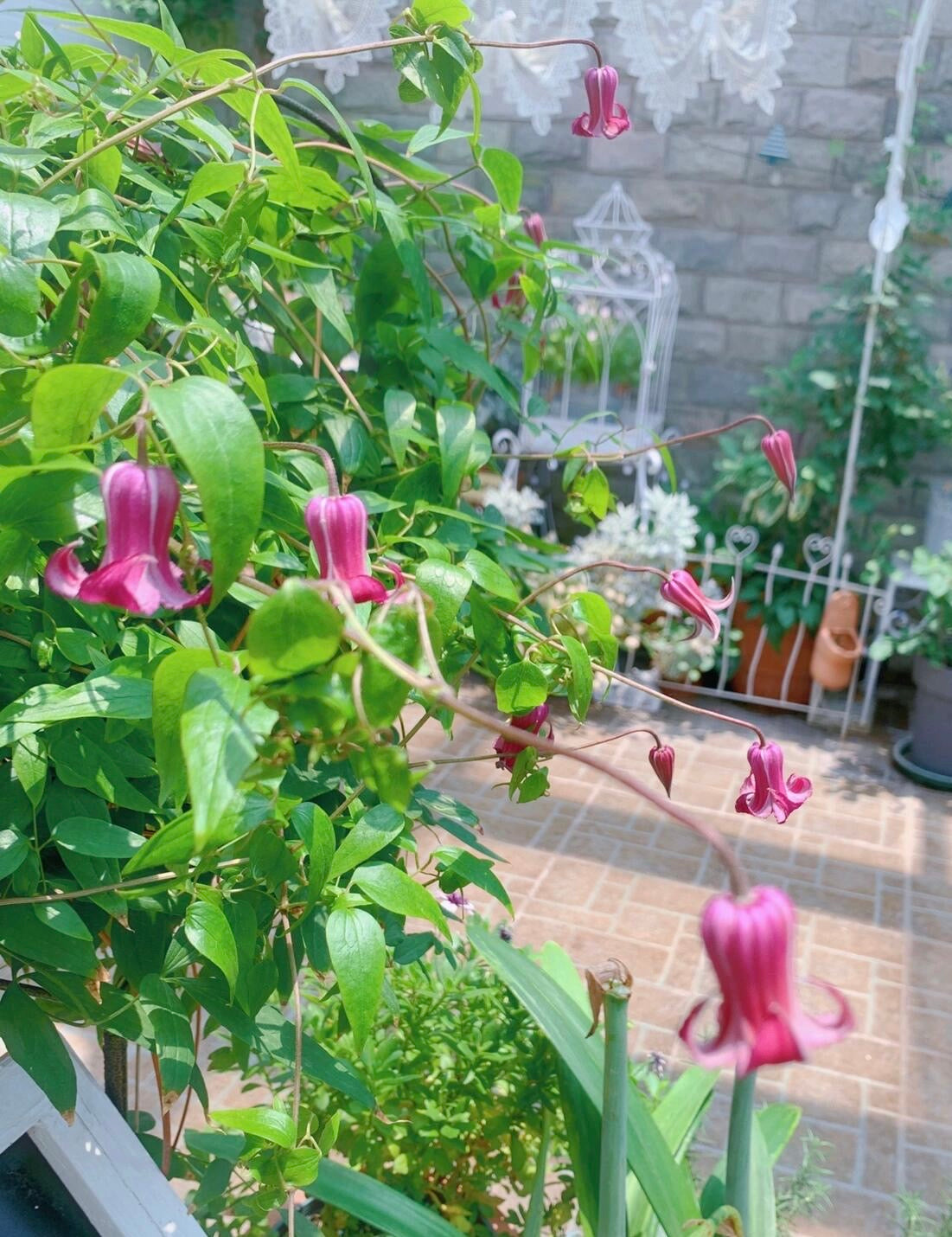 Clematis【Princess Red】- LivePlant｜绯红公主｜Purple-Pink Bell-Shaped Blooming｜