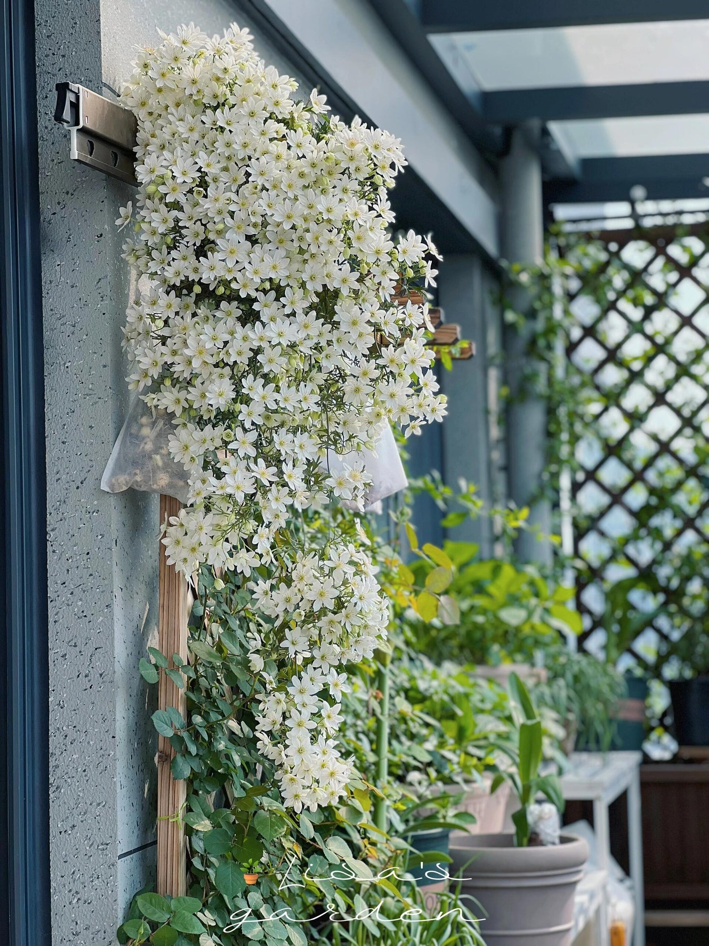 Clematis【Joe】- Liveplant｜银币｜Popular Floral waterfall