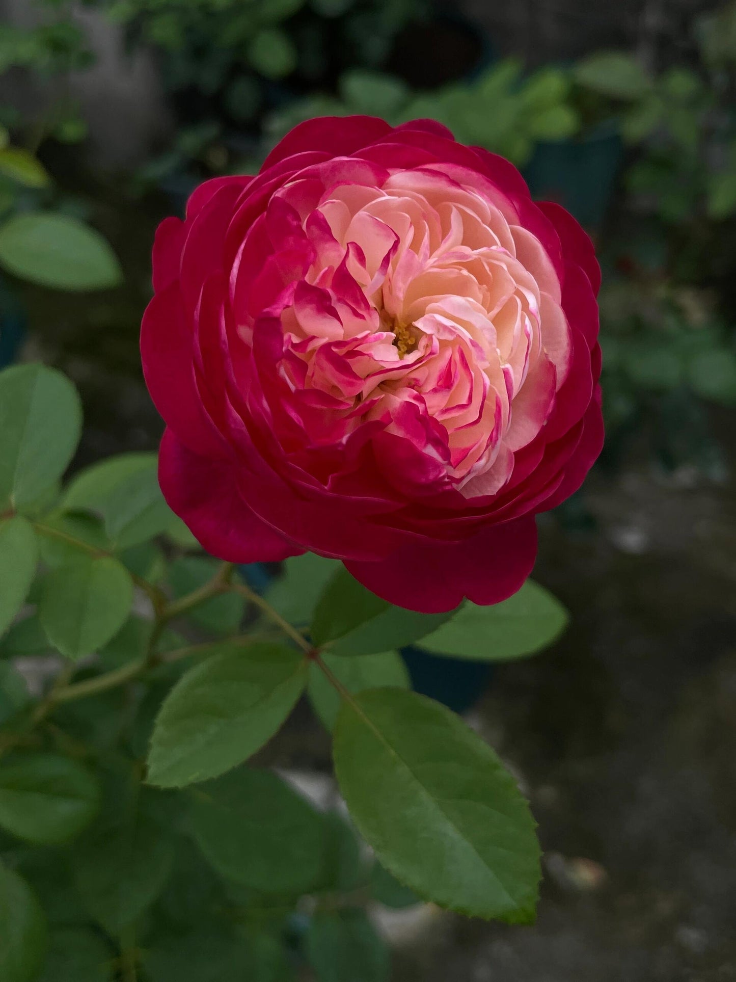 Rose【Japanese Mon Amou |和室】- Rare OwnRoot Live Plant | Redolent| Heat Tolerant| Less thorns| Delicate| Discoloration| Fetching | Abundant Bloomi