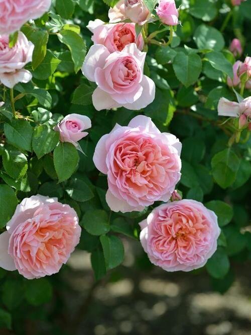 Rose【Dames de Chenonceau| Delpabra】- 舍农索城堡的女人| Floribunda Rose| Redolent| Gradient | Vining Rosa| Everbloomer