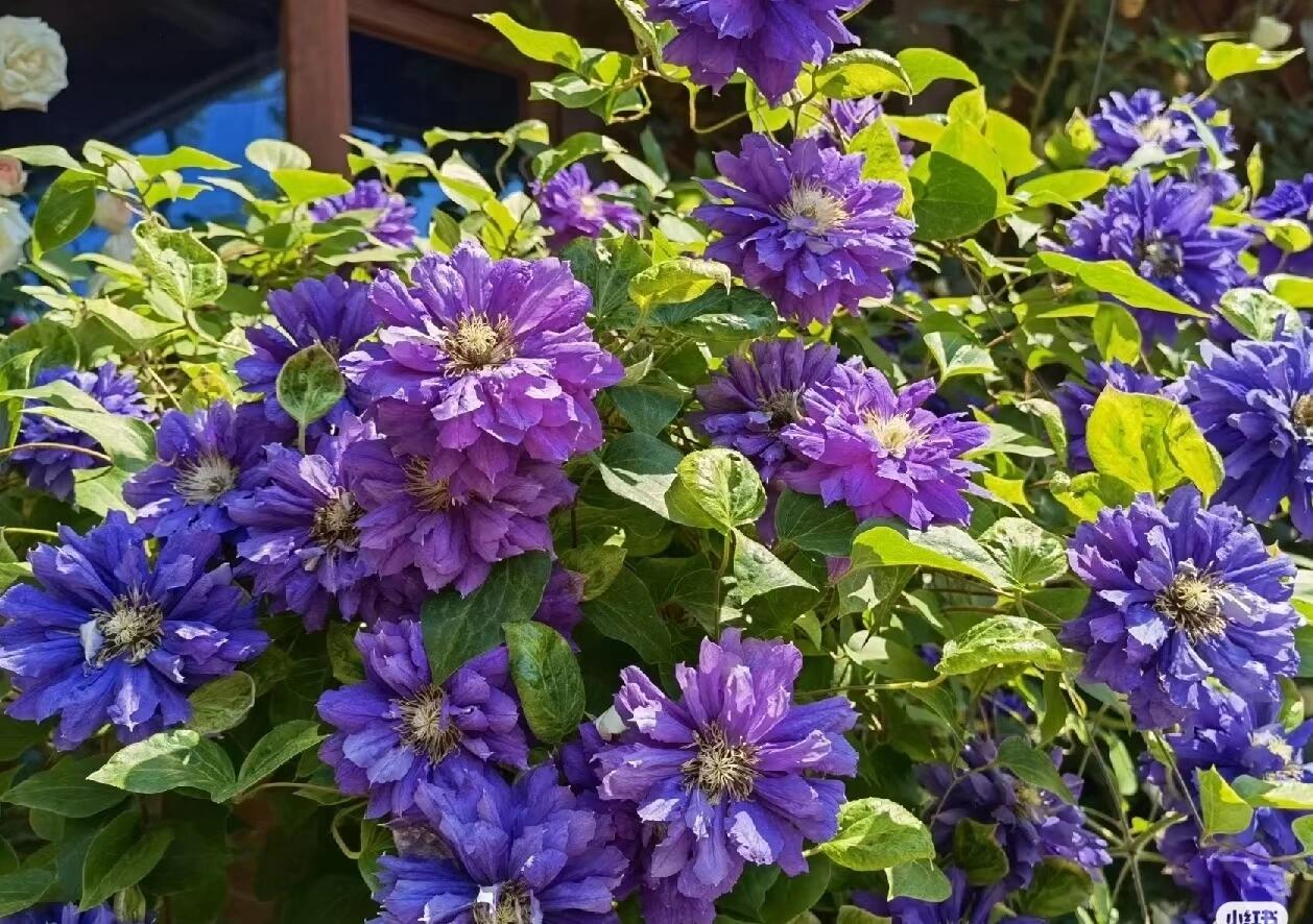 Clematis【Kiri Te Kanawa】- LivePlant｜Purple Double flowering｜卡瓦娜