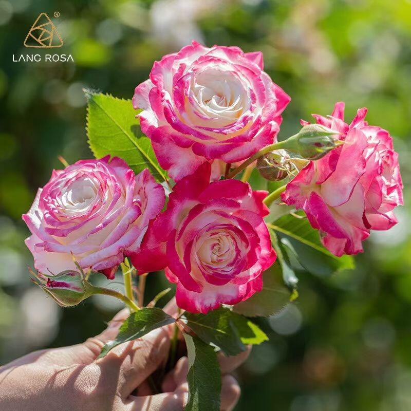 Rose【Chun Feng｜椿风｜Camellia Breeze】-2021 New Variety| Everbloomer| Heat Resistant| 天狼| Redolent| Strong Growth| Floribunda