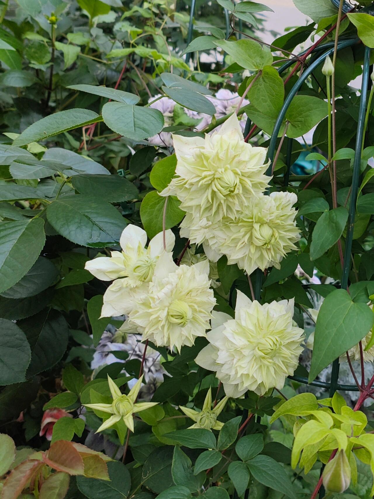 Clematis【Peppermint｜ミント】- LivePlant｜薄荷