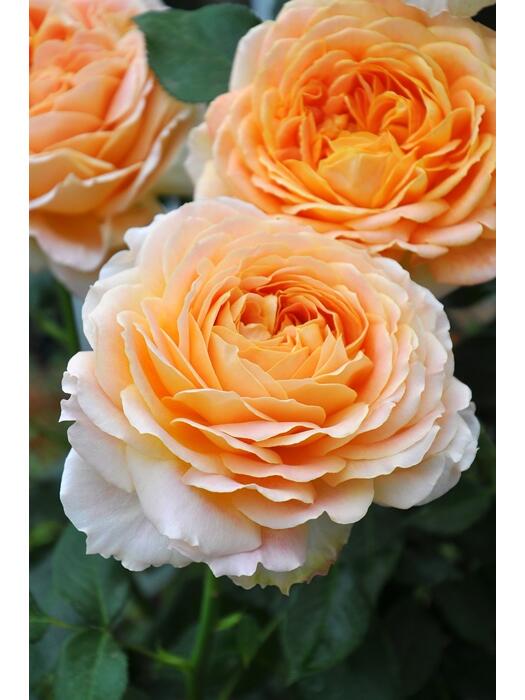 Rose【Caramel Antike】-OwnRoot LivePlant｜Large Bloom｜焦糖古董| Heat Resistant| Flawless| Less Thorns| Floribunda| Redolent| Sunshine Rose