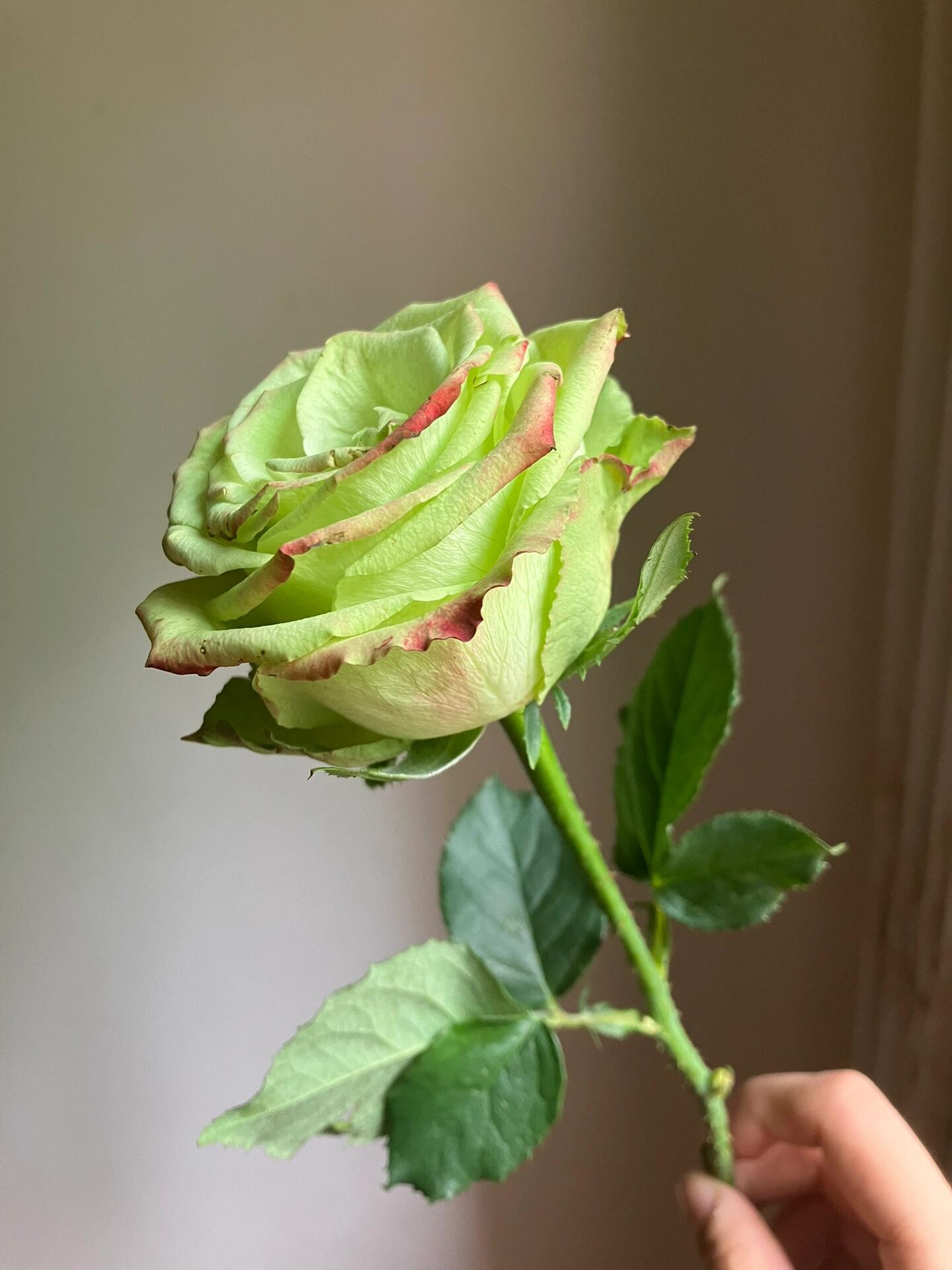 Rose【Green Apple｜グリーンアップル| 青苹果】- OwnRoot LivePlant｜New Variety Florists Rose| Large Flower| Extended vase life| Vivid Colors| Gradient