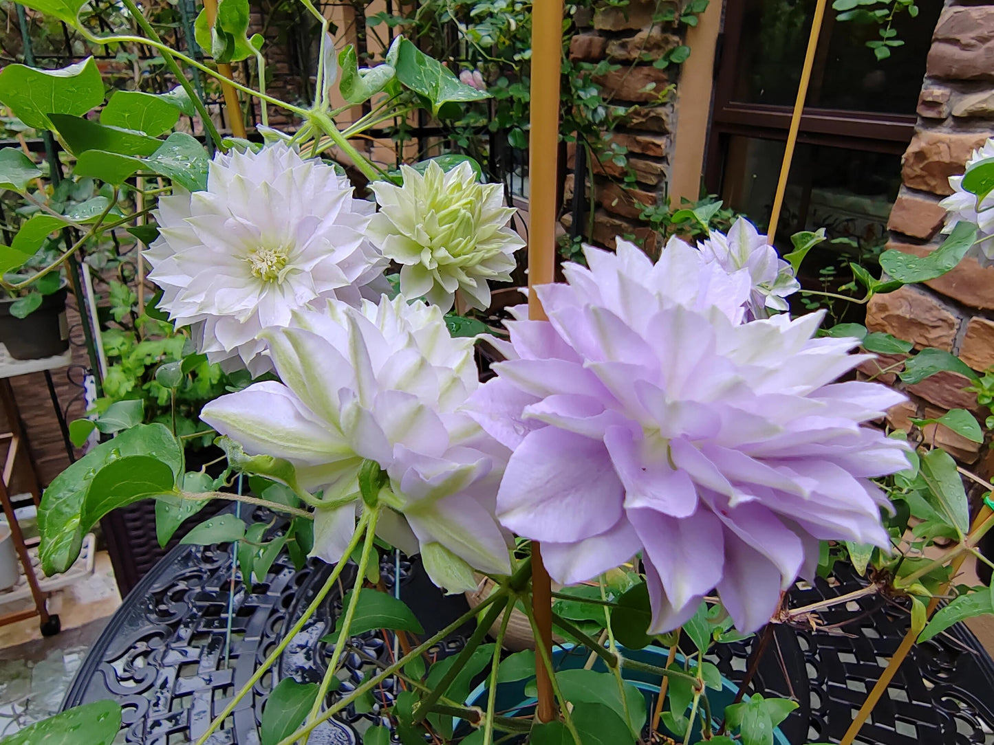 Clematis 【Ruriokoshi ｜ルリオコシ】- 9P LivePlant|  琉璃 ｜Japanese Rare Clematis | Rich and Unique Colors