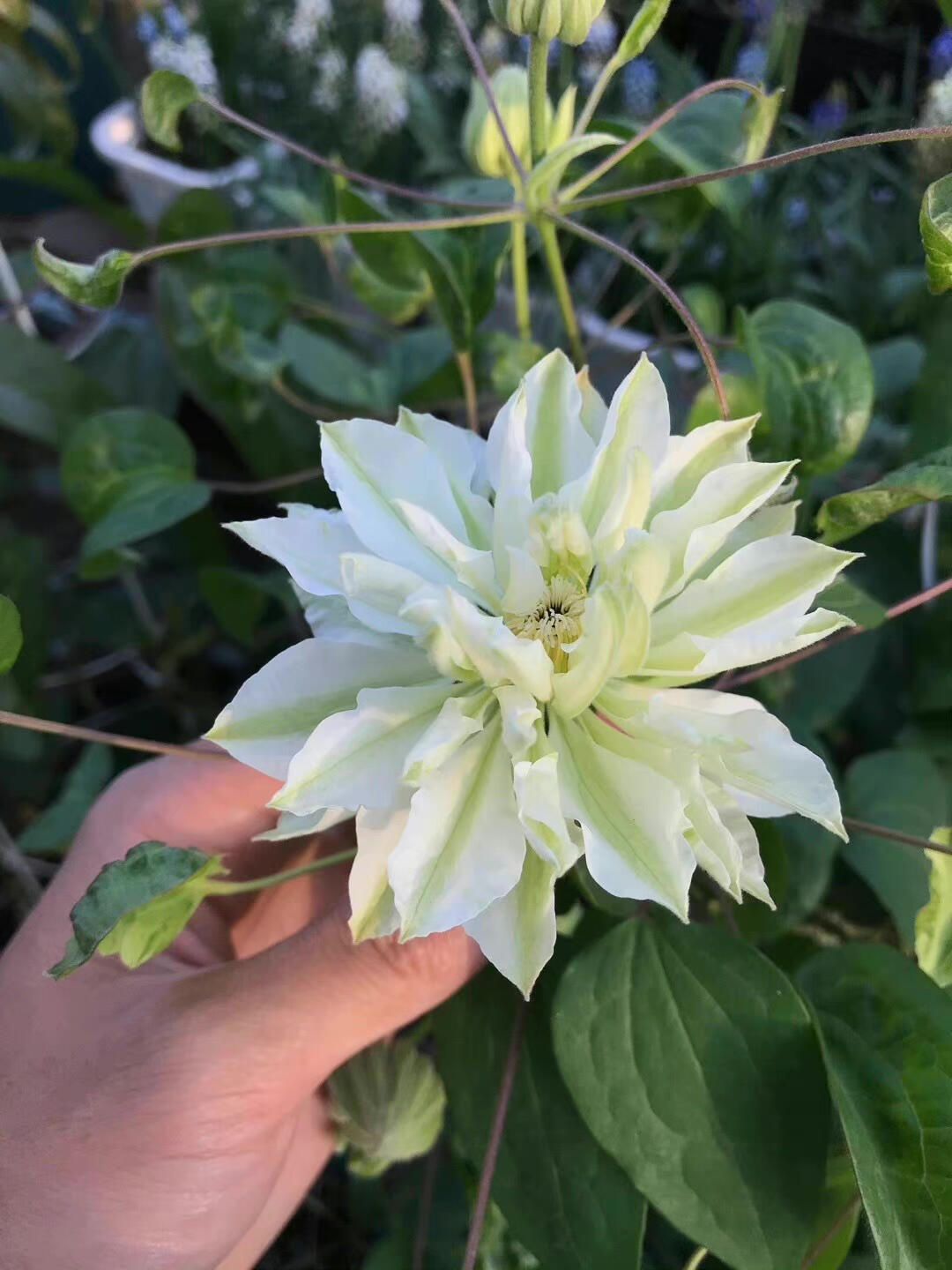 Clematis【Shiko Yukiokoshi｜ゆきおこし】- LivePlant｜雪妆 |Rare Japanese Double-flowered| Cold Hardy| Perennial| Pollinator Friendly| Fast-Growing