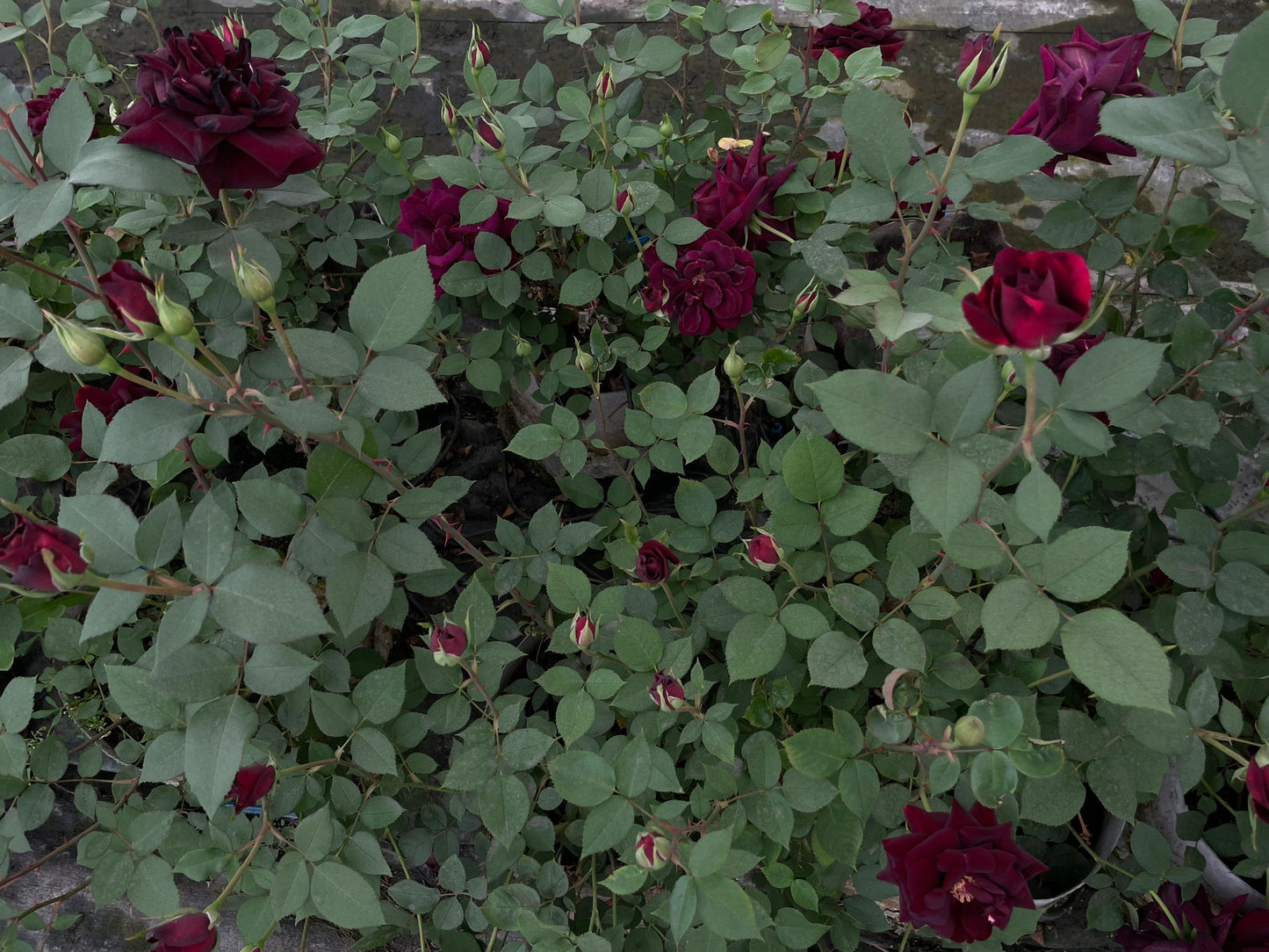 Rose【Louis XIV｜ルイ14世】-OwnRoot LivePlant｜路易十四| Classic Vintage Black Velvet Rose｜Strong Fragrance| Cut Flower| Retro Fuchsia| Balcony