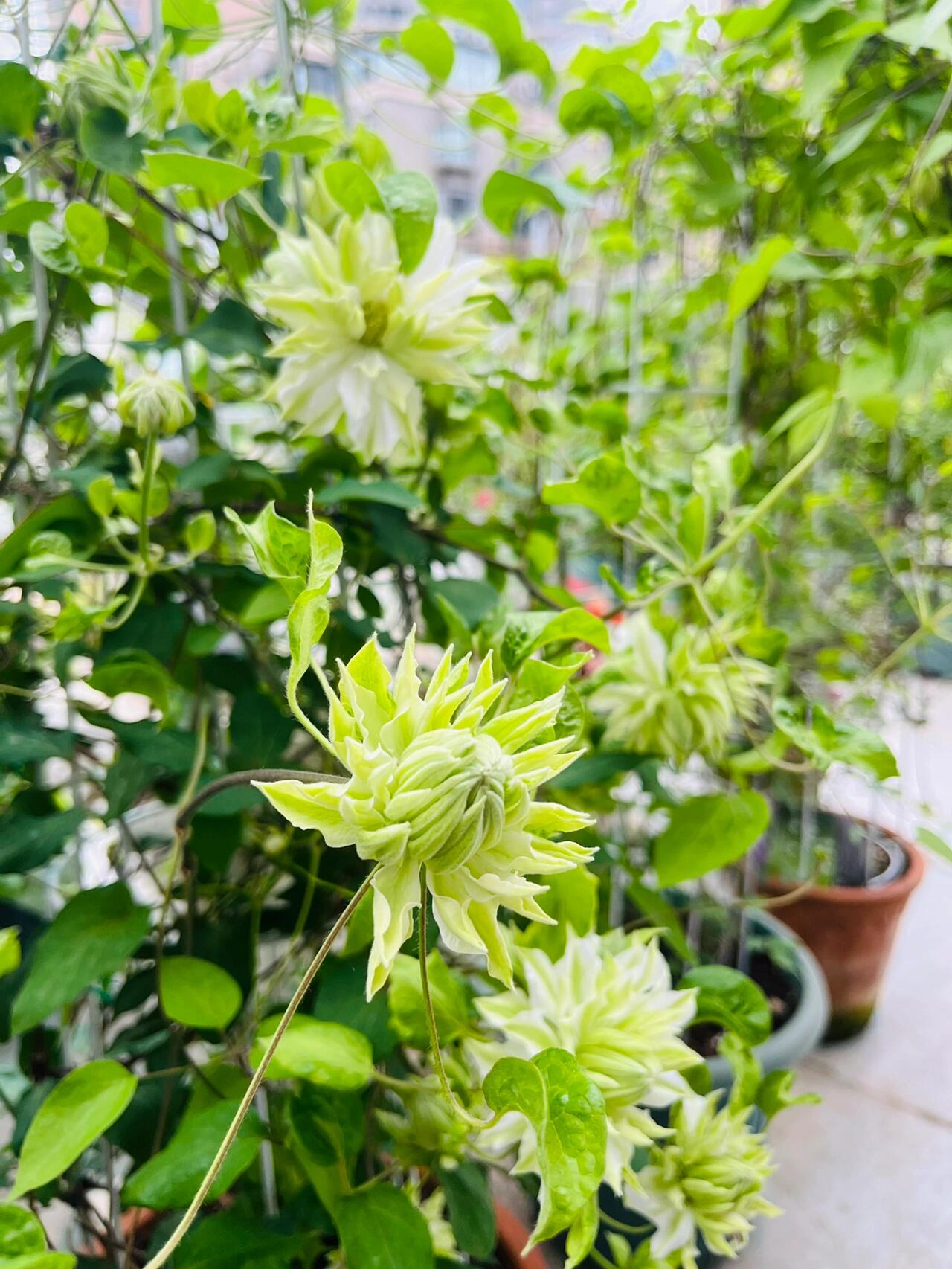 Clematis - 【Sen no kaze|千の風】10P LivePlant| Tetsuya Hirota| 风之森林| Cold Hardy | Rare Double-flowered|