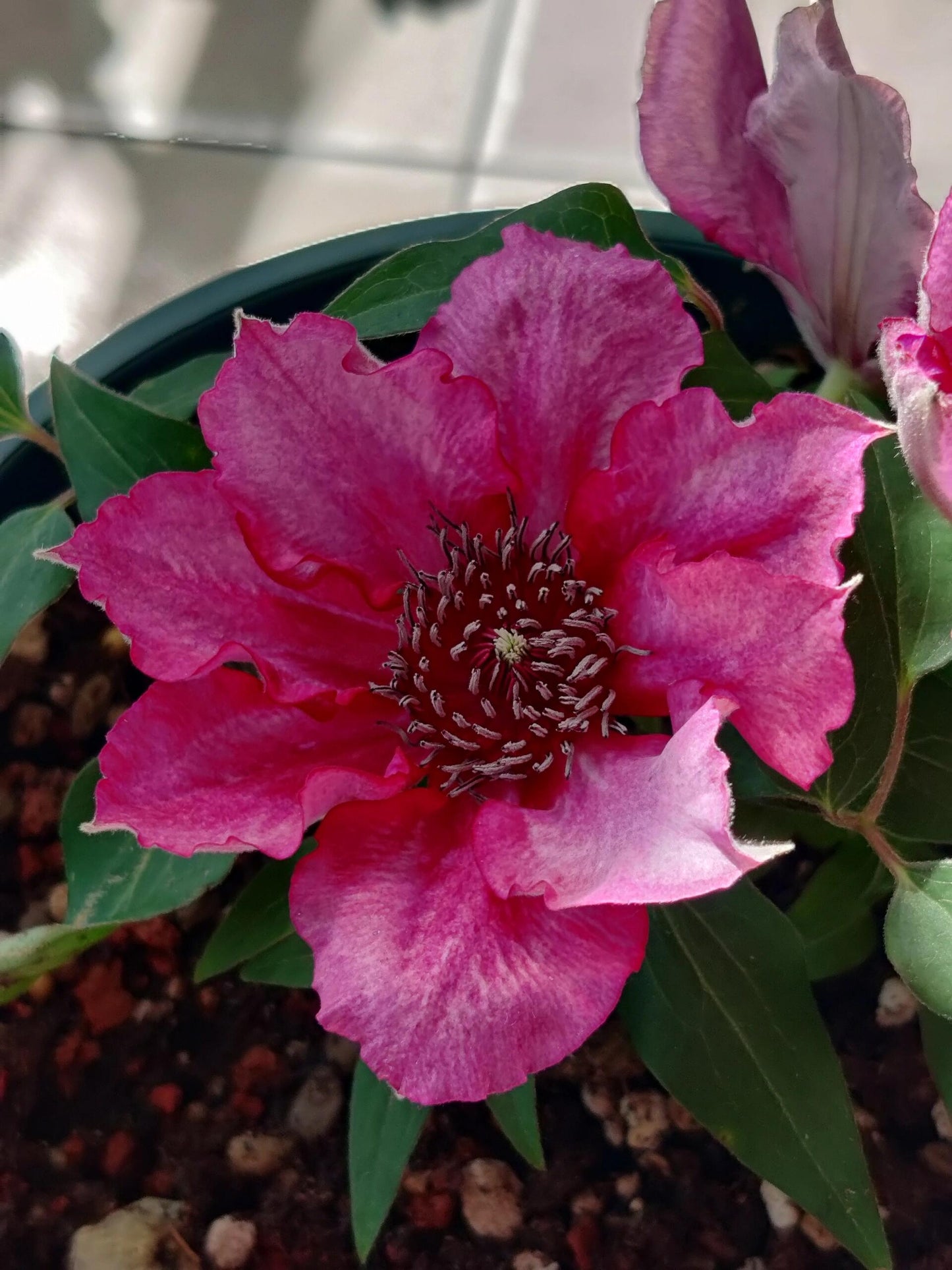 Dwarf Clematis【Luiza｜ルイーザ】-LivePlant｜路易莎｜Patio Clematis Large Flower| Tudor Patio| Easy to Grow| Fast Growth| Long Blooming Period| balcony-friendl