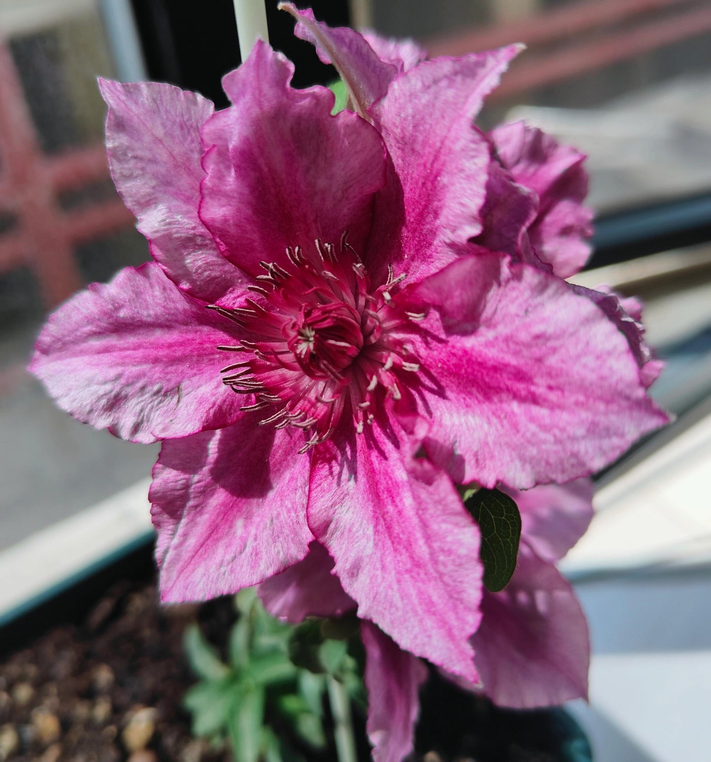 Dwarf Clematis【Luiza｜ルイーザ】-LivePlant｜路易莎｜Patio Clematis Large Flower| Tudor Patio| Easy to Grow| Fast Growth| Long Blooming Period| balcony-friendl