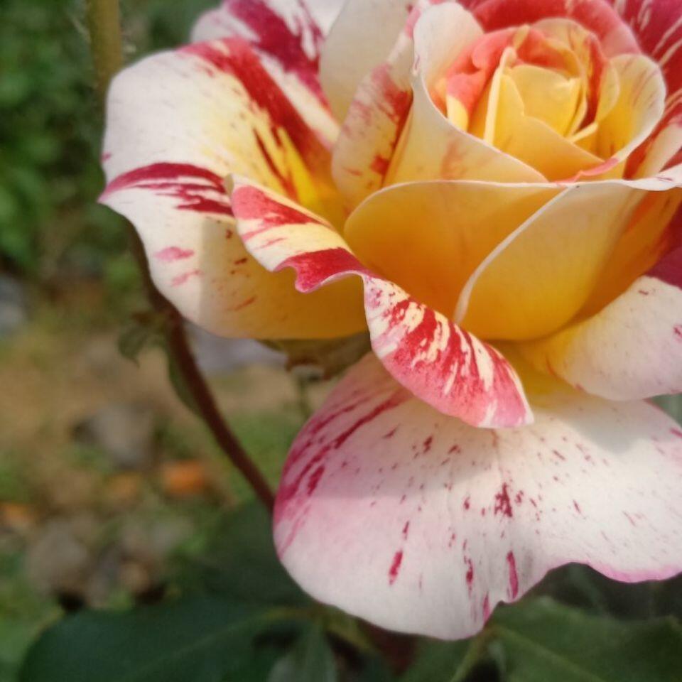 Striped Rose【All American Magic】- 1.5 Gal LivePlant｜全美魔术｜Rapid growth｜ Large blooms