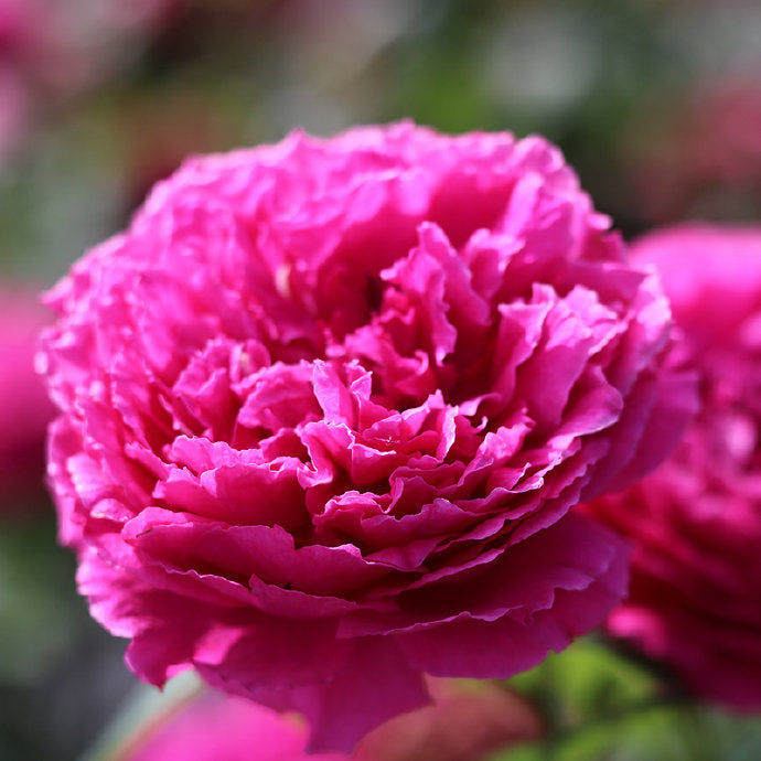 Rose【Ephemeral Grace｜Jing Hong｜惊鸿】- New Variety-2021｜1.5 Gal OwnRoot｜Heat Resistant｜Large Bloom 12cm+｜