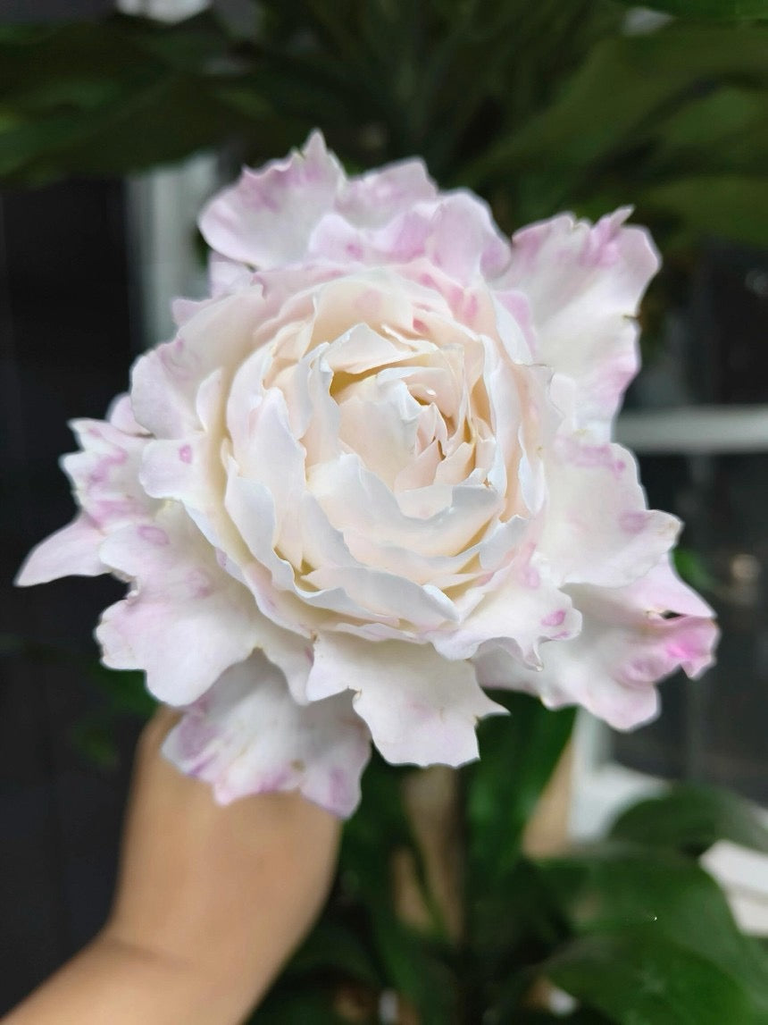 Rose【Princess Tenko｜プリンセステンコー】- 3 Gal LivePlant｜Rare Japanese Rosa｜天宫公主｜Large Bloom｜Heat Resistant |Floribunda Rose| Gradient