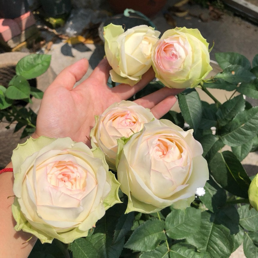 Rose【ArmureBlanche｜アルヌワブラン】-1.5 Gal OwnRoot LivePlant｜幻彩 ｜Japanese Rare Rosa