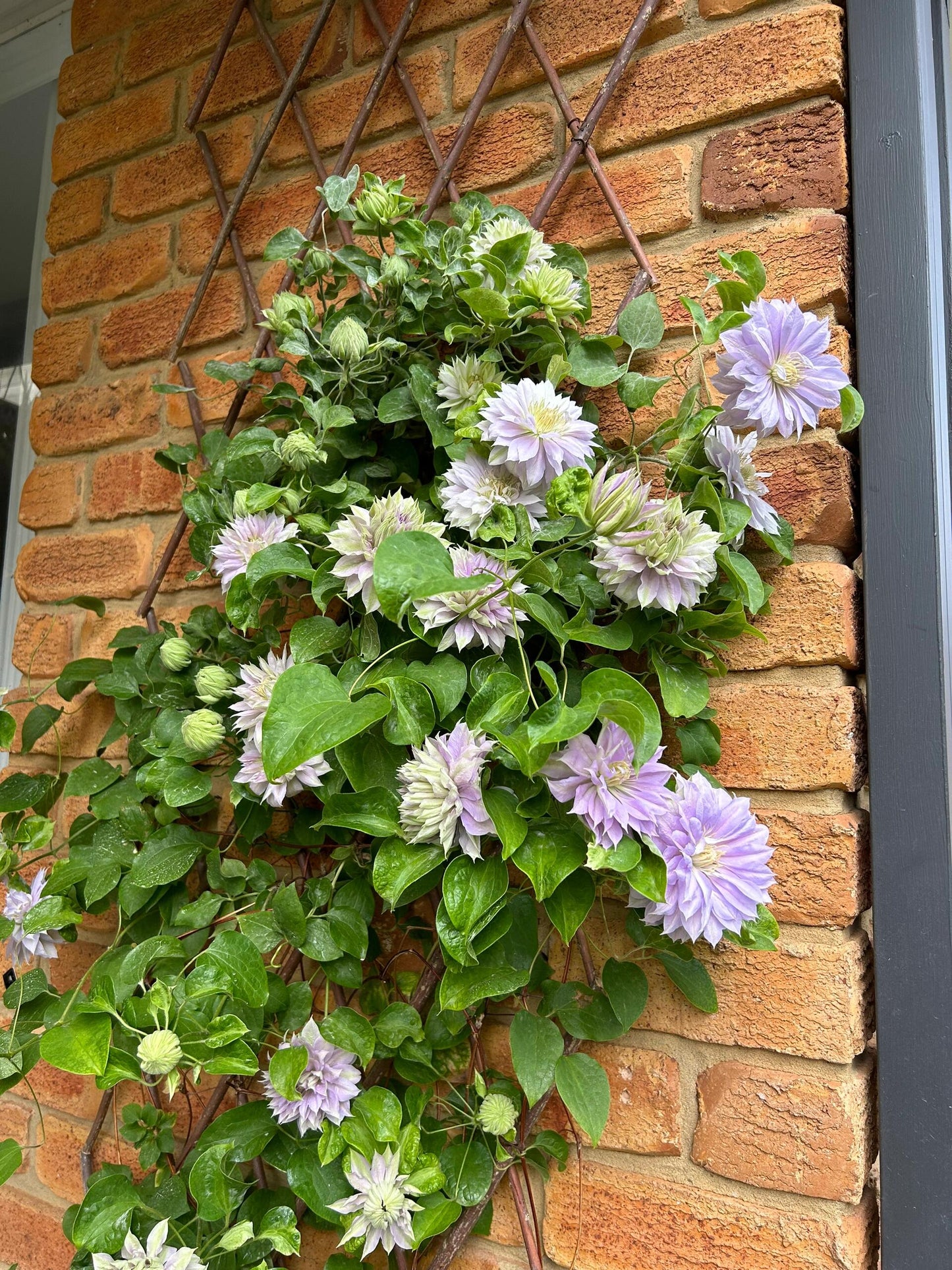 Clematis【Belle of Woking｜ベルオブウォーキング】- 9P LivePlant｜