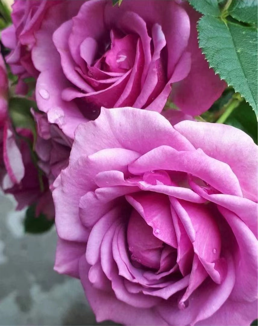 Rose【Lavender Veranda】- 3 Gal Own Root｜Floribunda Rose｜薰衣草门廊|Floribunda| Heat Resistant| Purple Rosa| Easy to Grow| Rain-Resistant| Potting