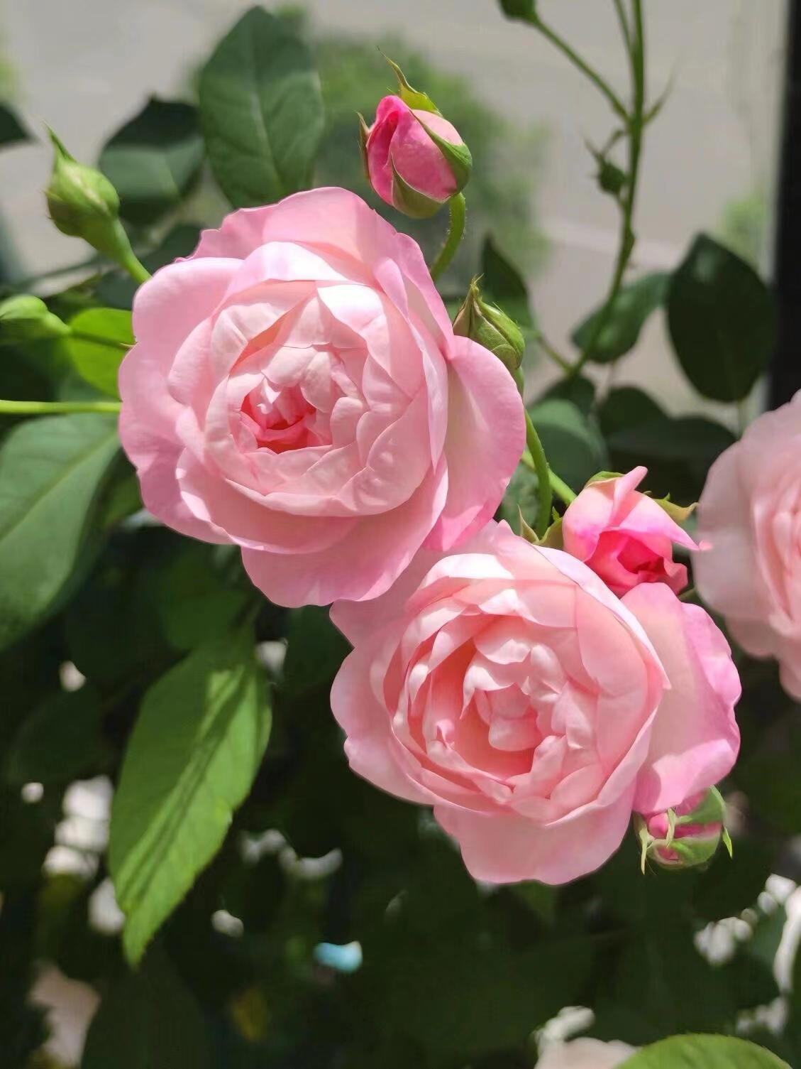 Rose【Strawberry Macarons-ストロベリーマカロン】 2Gal OwnRoot Live Plants|RARE Fetching Rose| Cutting| Japanese| Repeat Flowering| Heat-Resisting |草莓杏仁饼